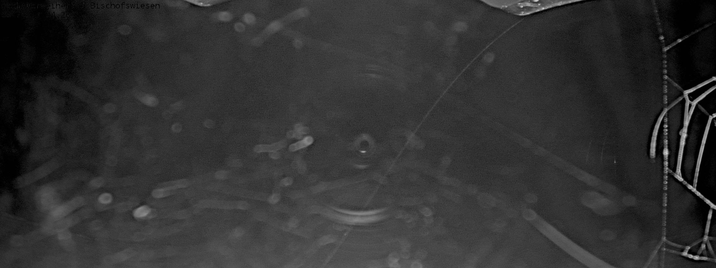 Archived image Webcam nature baths Aschauerweiher