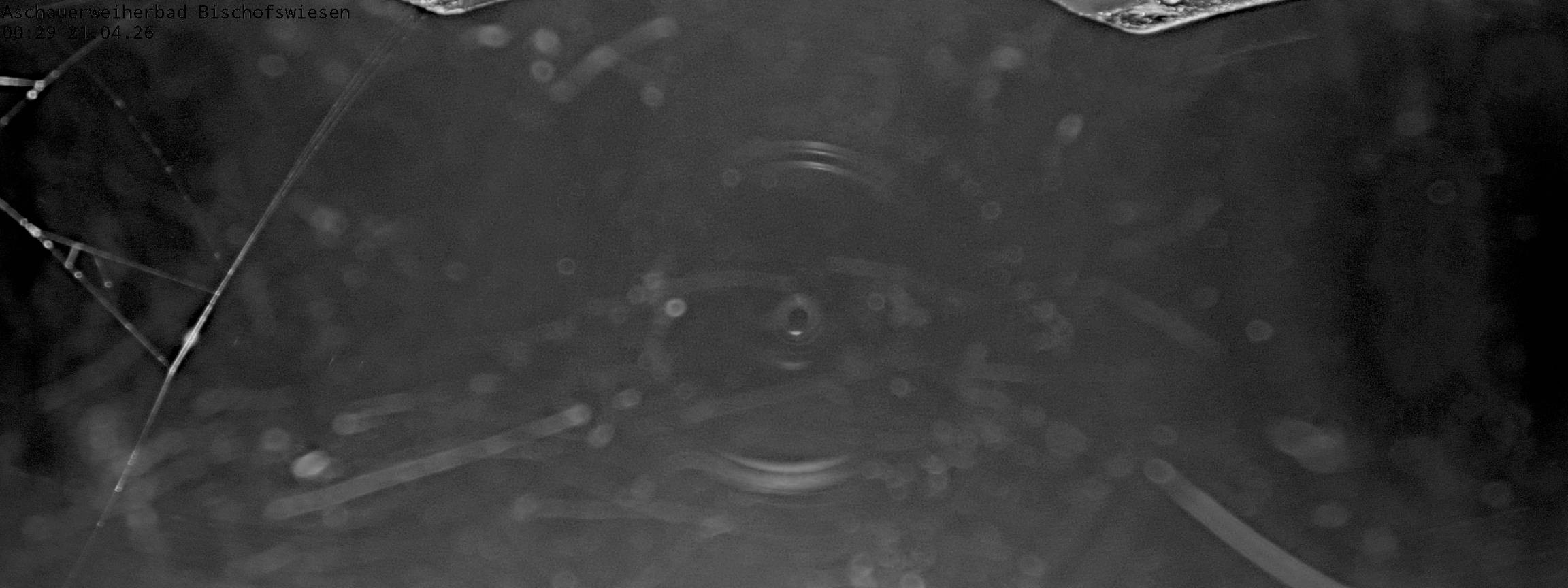 Archived image Webcam nature baths Aschauerweiher