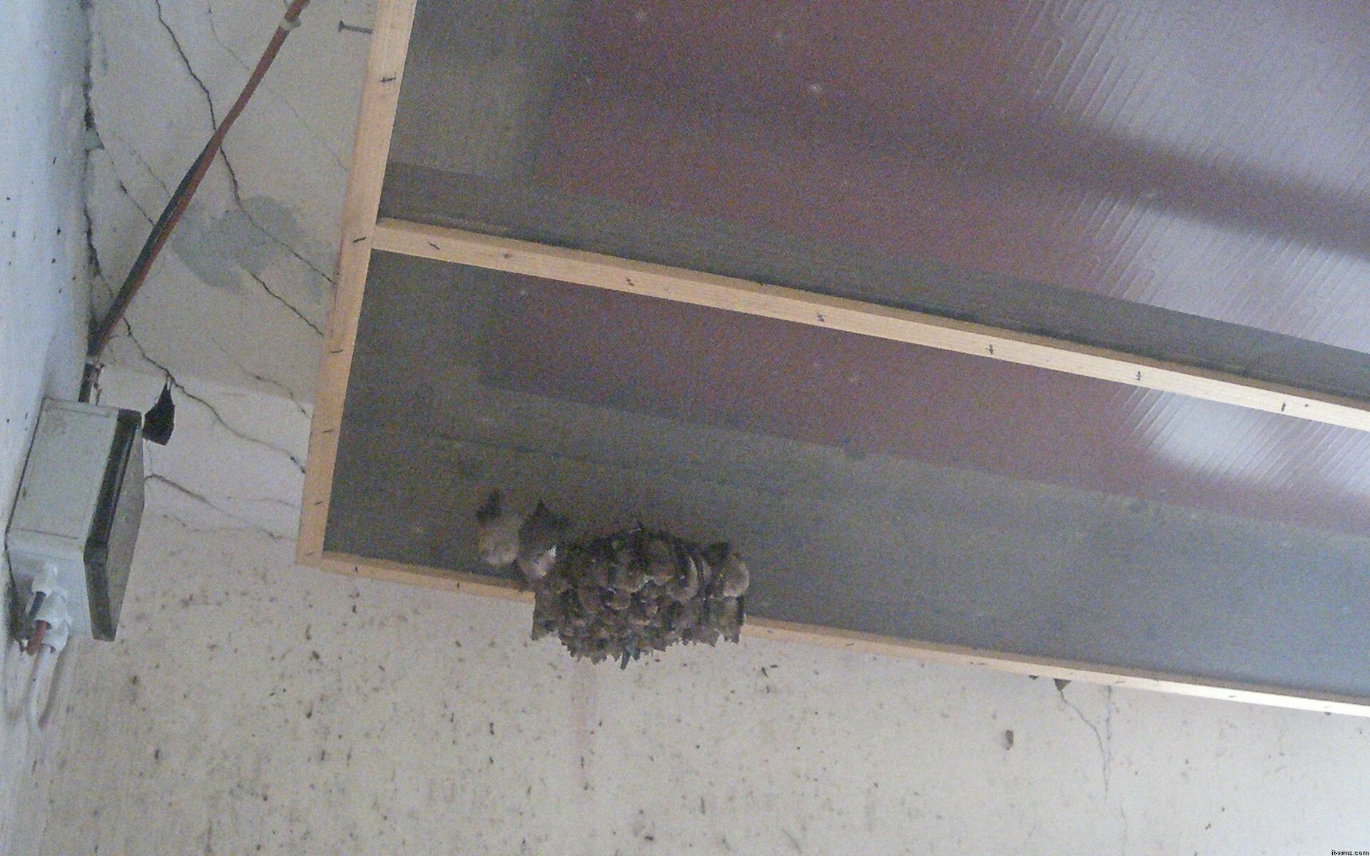 Archiv Foto Webcam Feistritz - Fledermaushaus