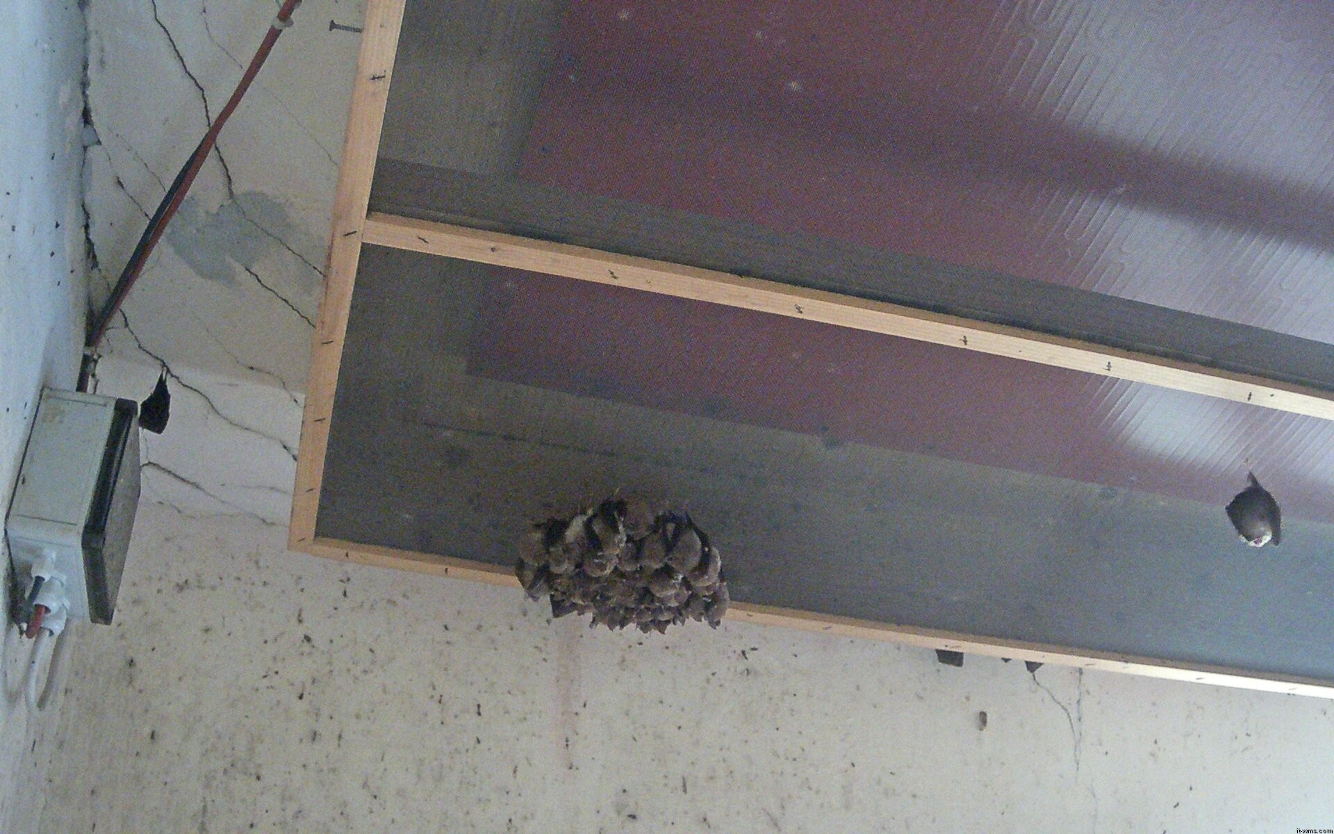 Archiv Foto Webcam Feistritz - Fledermaushaus