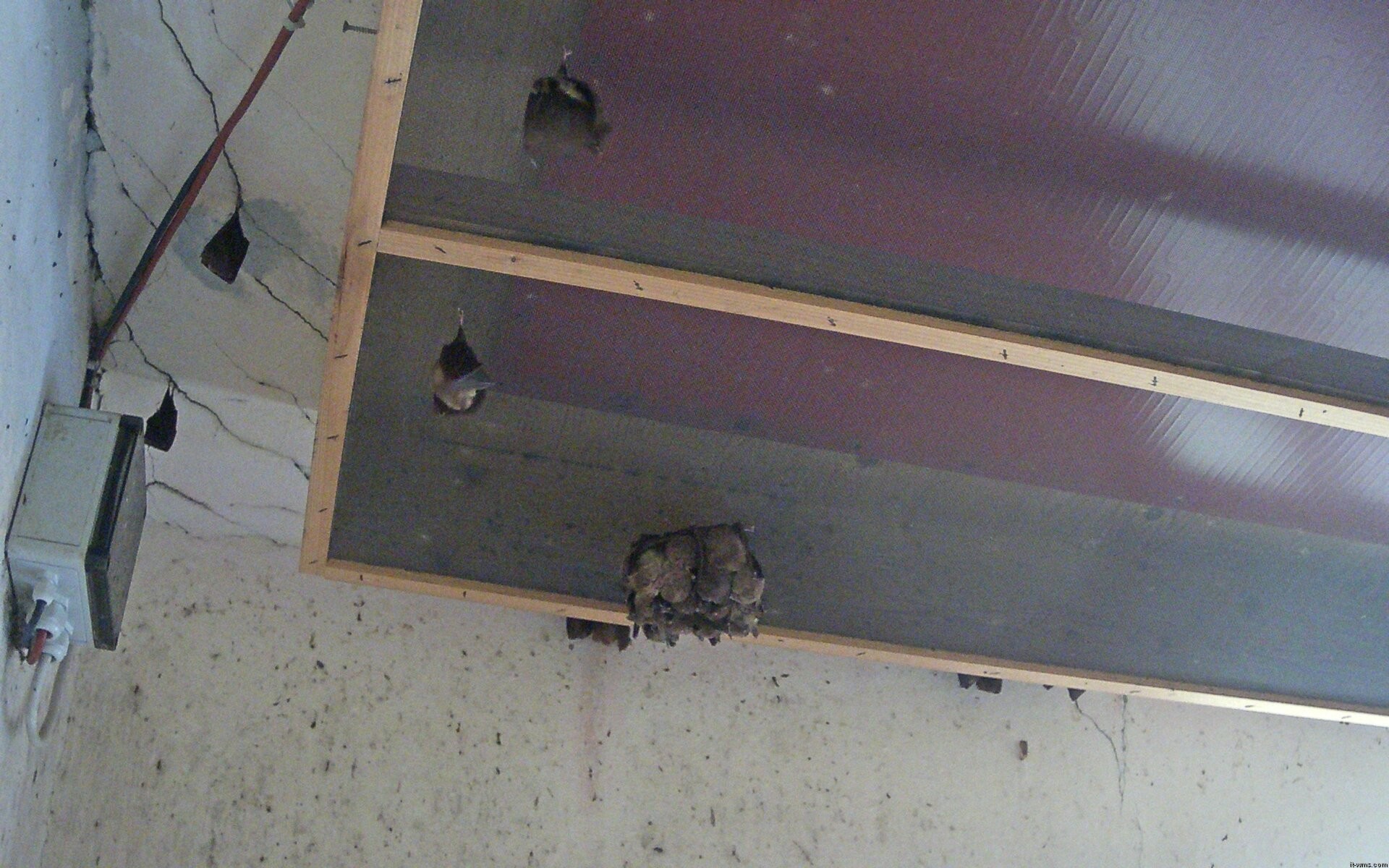 Archiv Foto Webcam Feistritz - Fledermaushaus