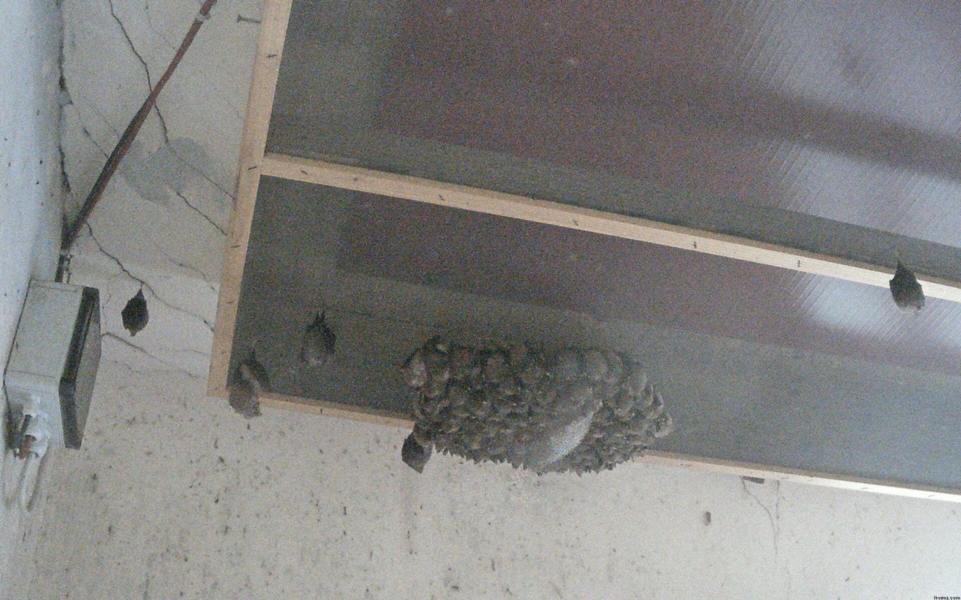 Archiv Foto Webcam Feistritz - Fledermaushaus