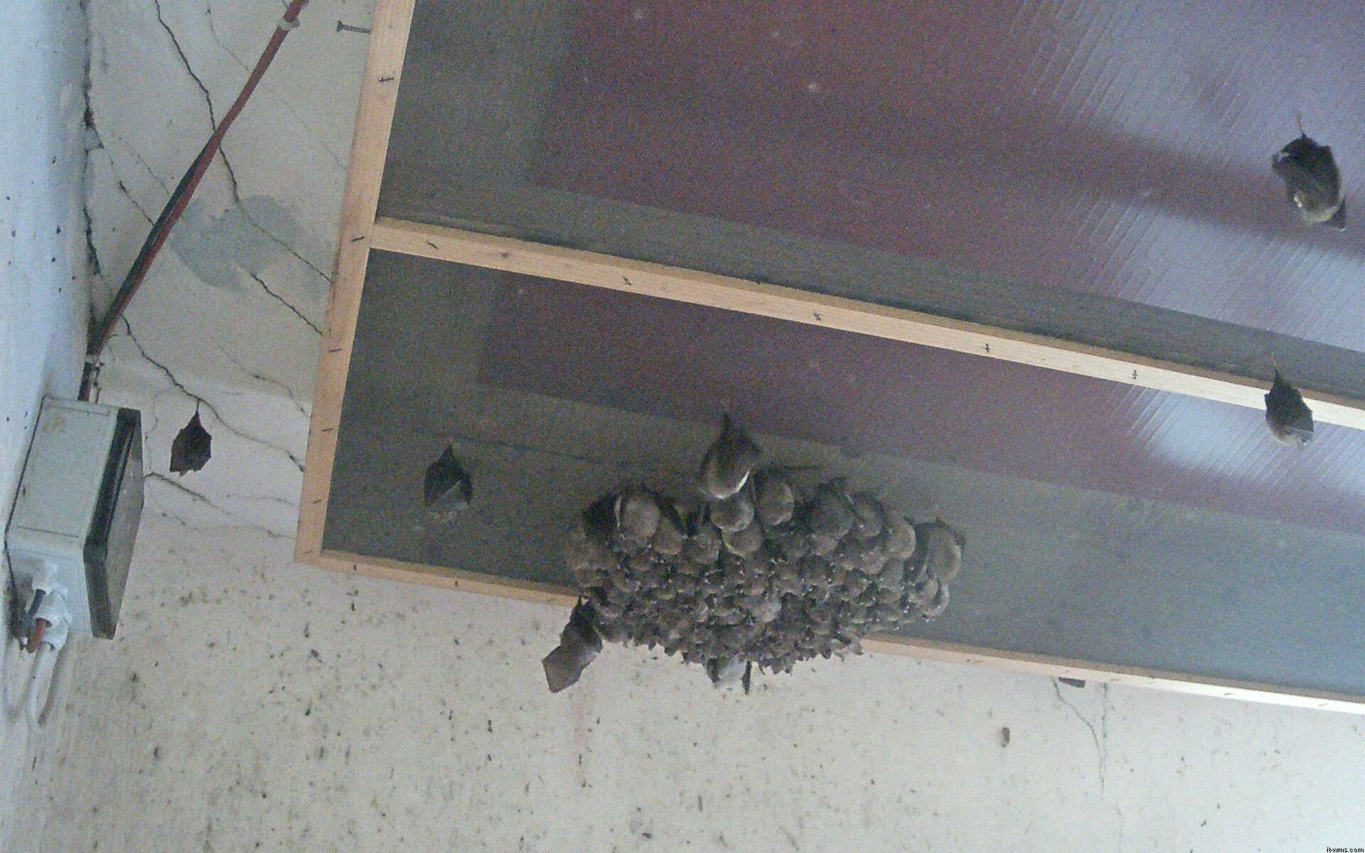 Archiv Foto Webcam Feistritz - Fledermaushaus