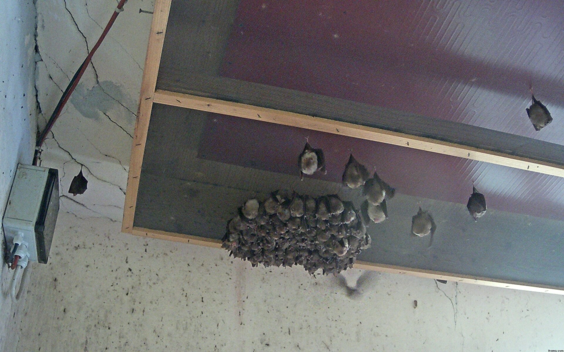 Archiv Foto Webcam Feistritz - Fledermaushaus