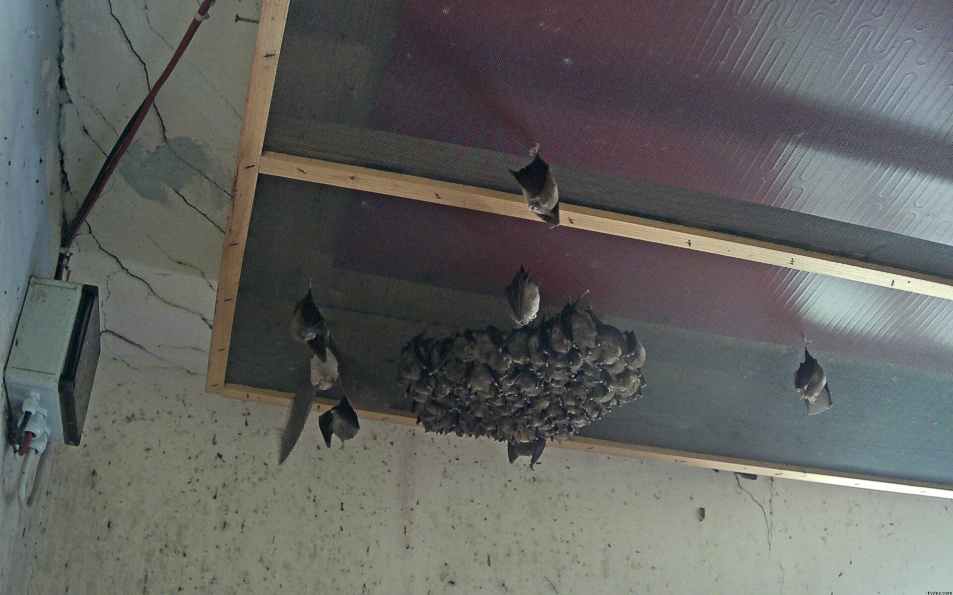 Archiv Foto Webcam Feistritz - Fledermaushaus