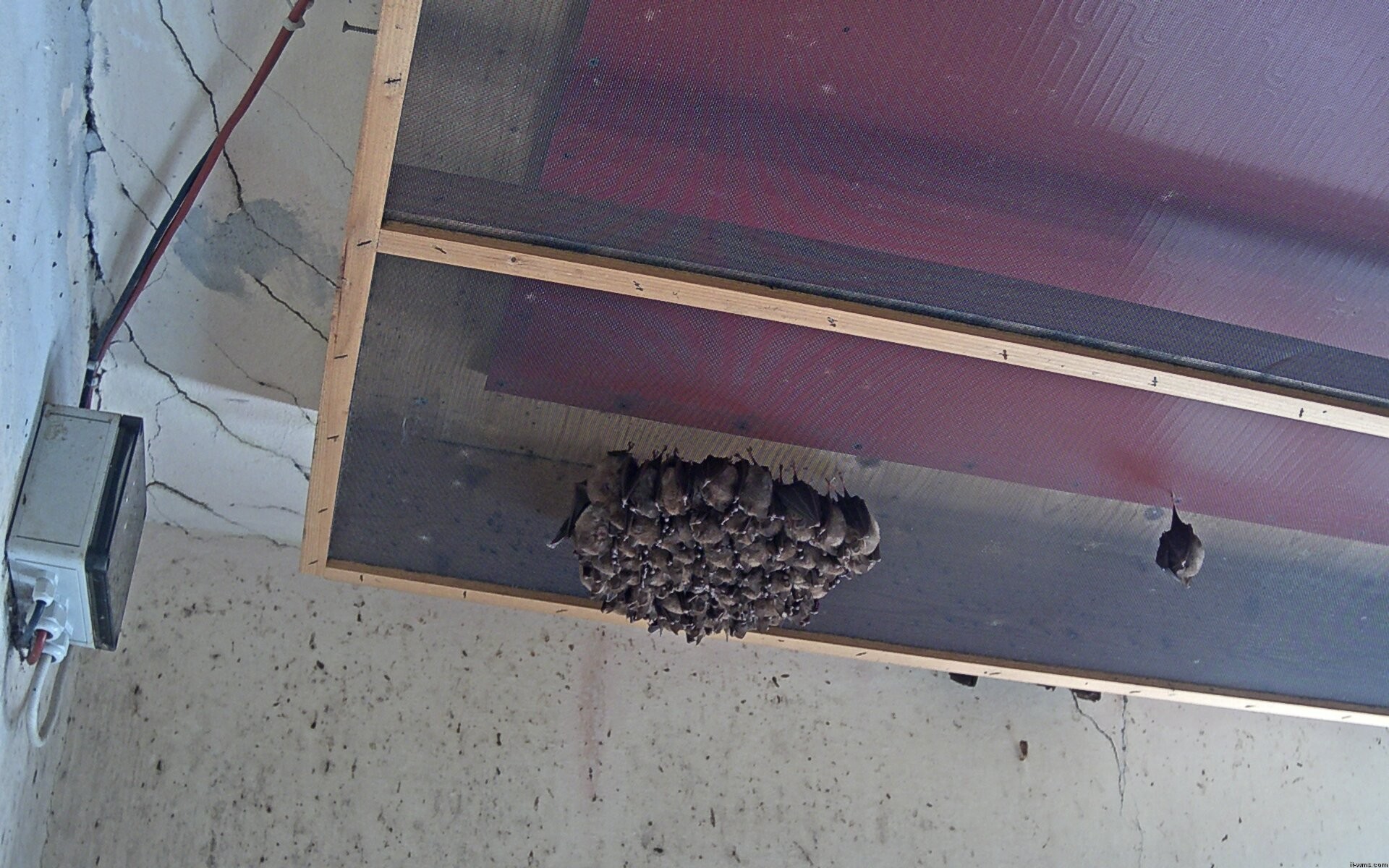 Archiv Foto Webcam Feistritz - Fledermaushaus