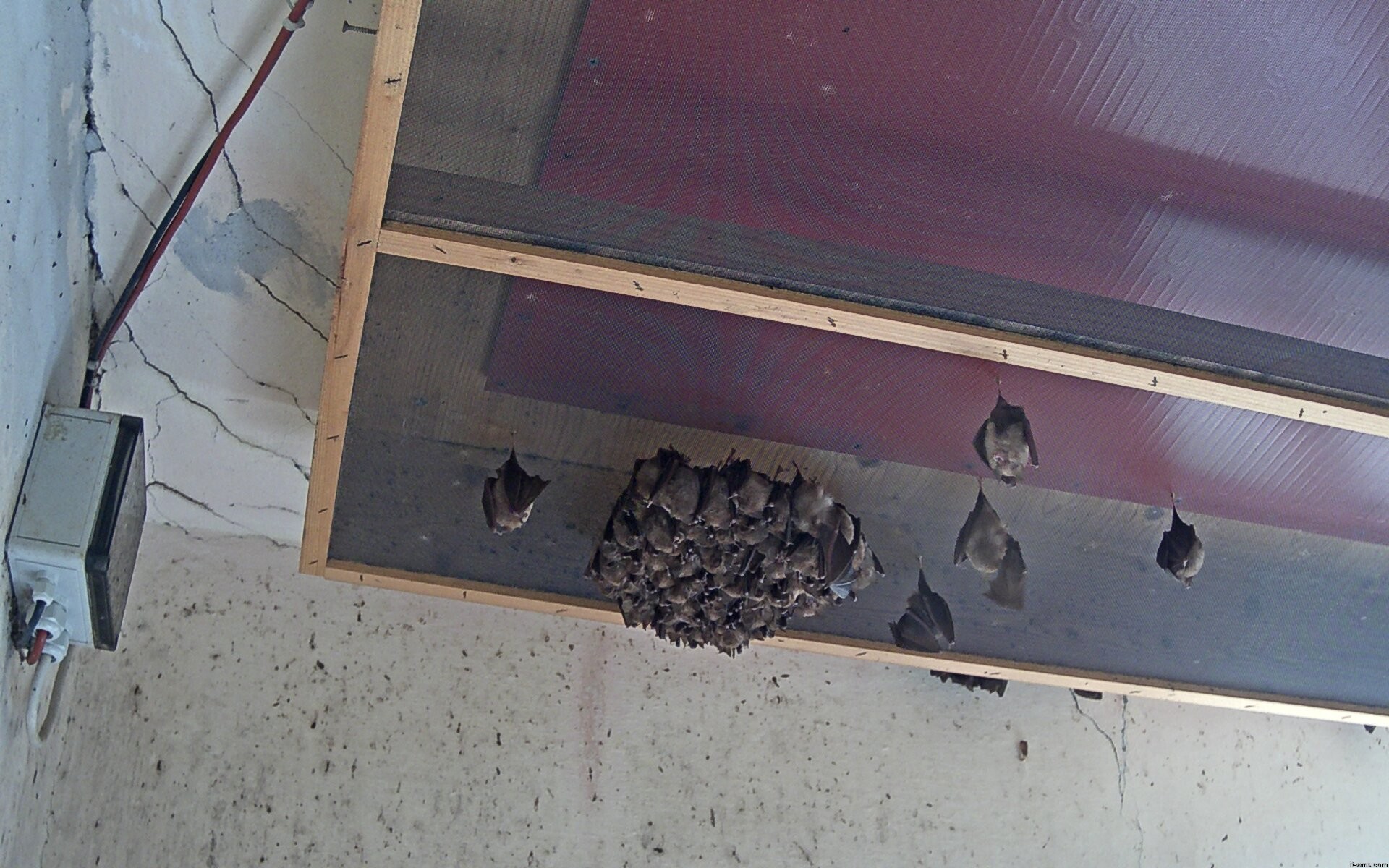 Archiv Foto Webcam Feistritz - Fledermaushaus