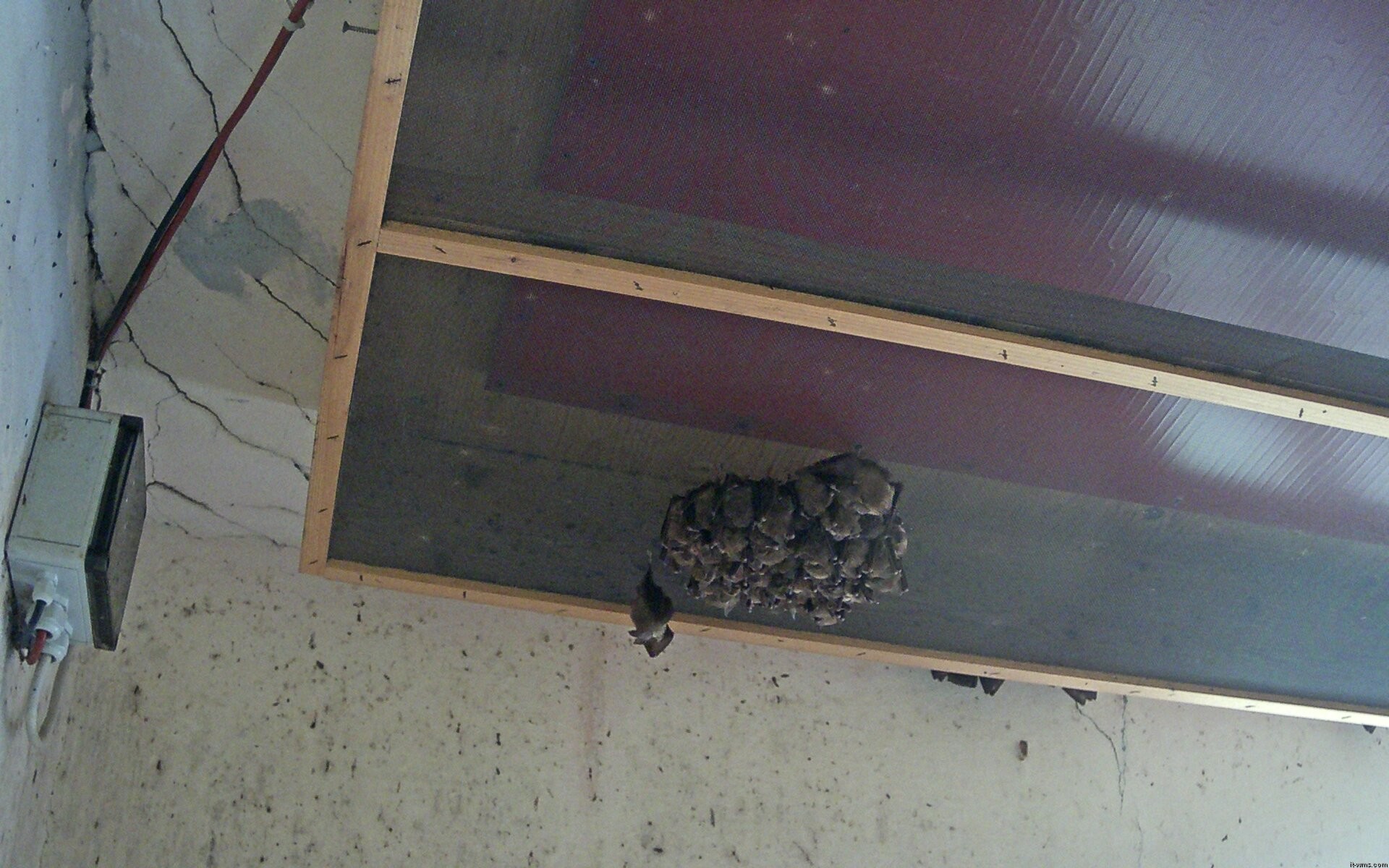 Archiv Foto Webcam Feistritz - Fledermaushaus