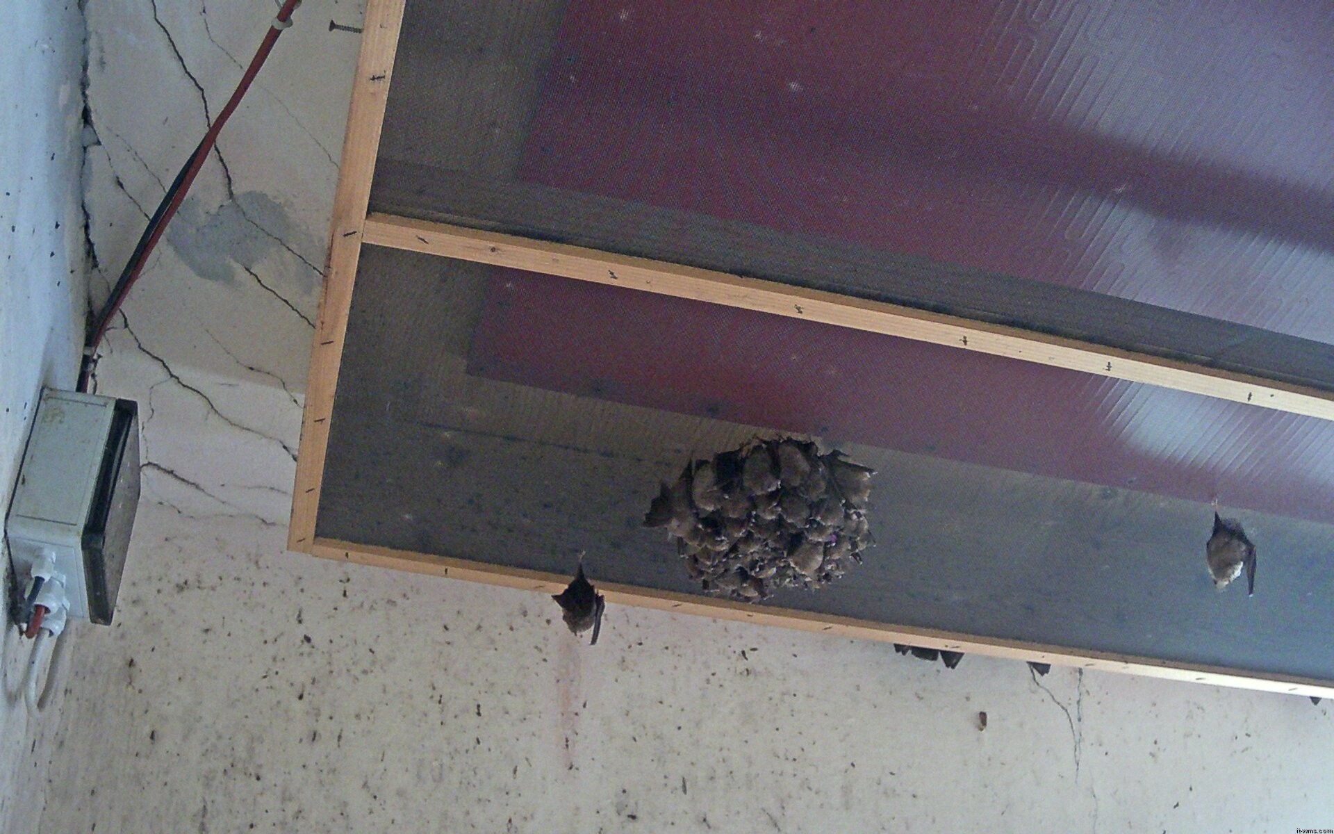 Archiv Foto Webcam Feistritz - Fledermaushaus