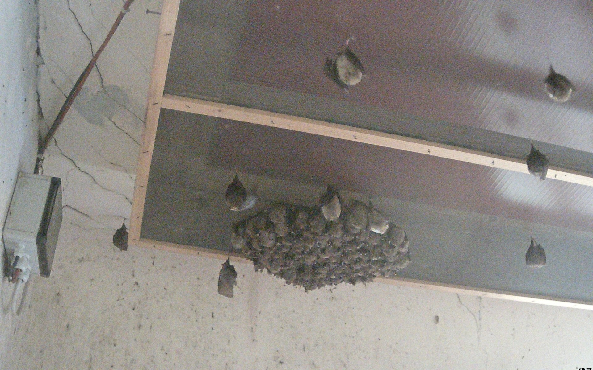 Archiv Foto Webcam Feistritz - Fledermaushaus