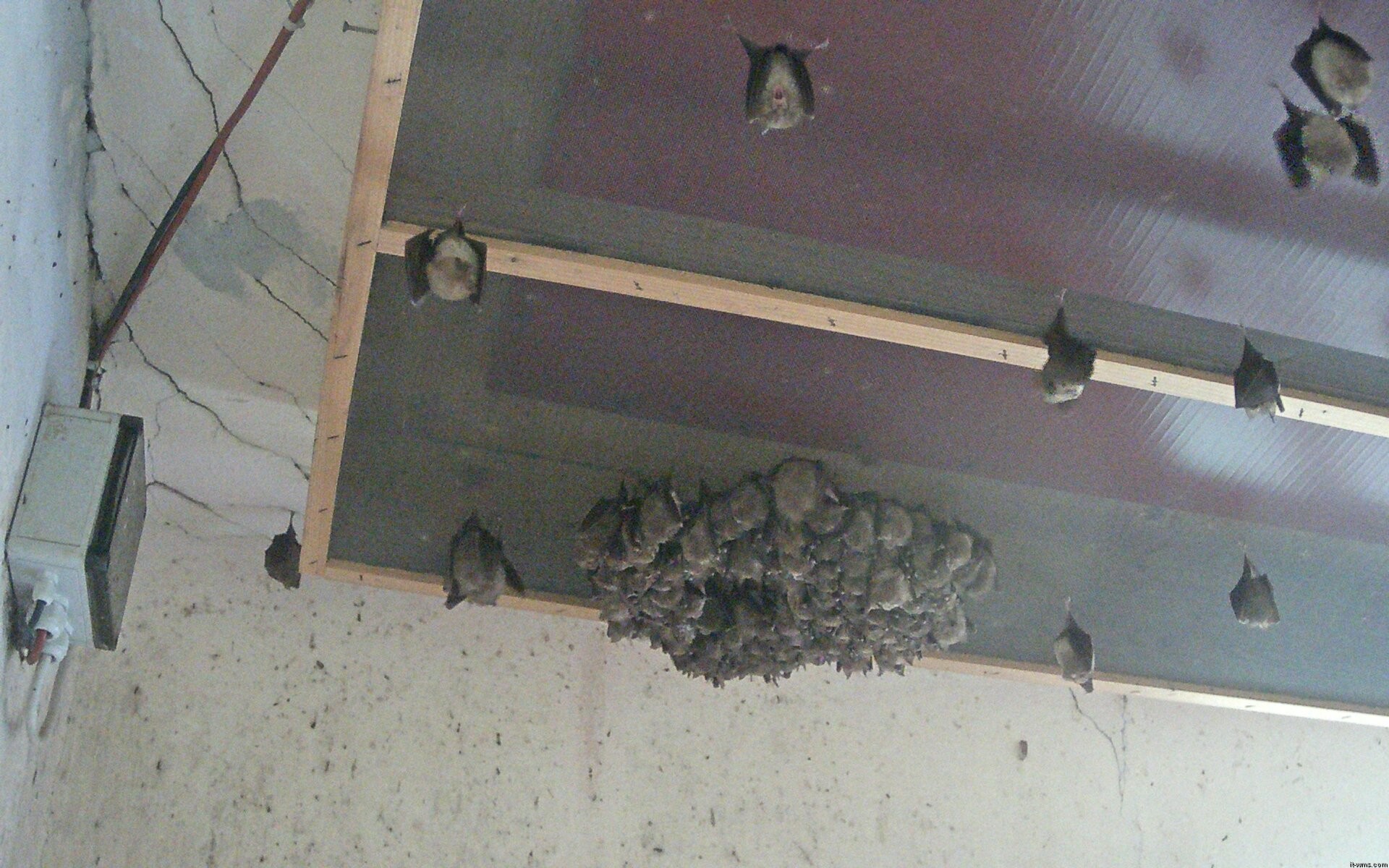 Archiv Foto Webcam Feistritz - Fledermaushaus