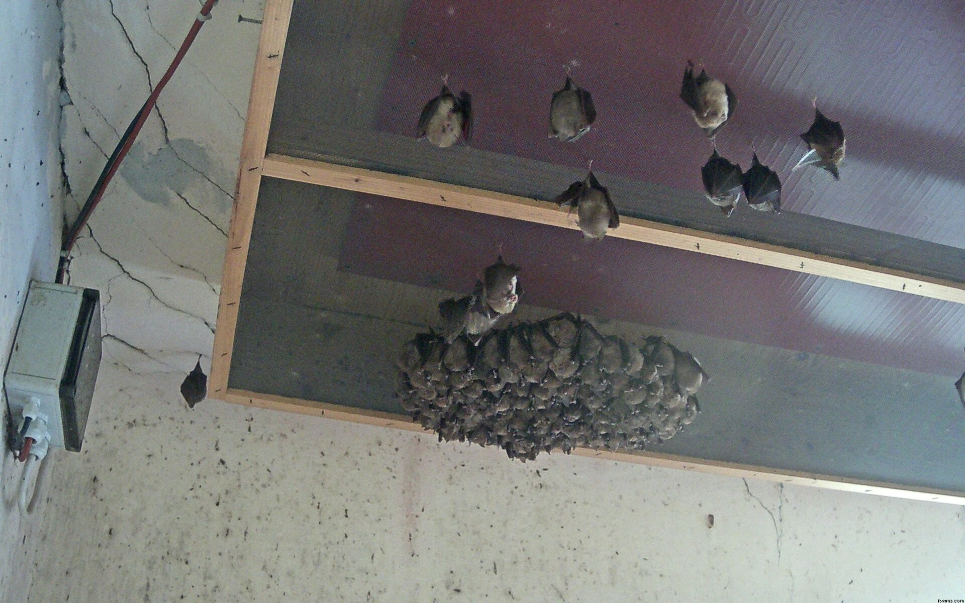 Archiv Foto Webcam Feistritz - Fledermaushaus