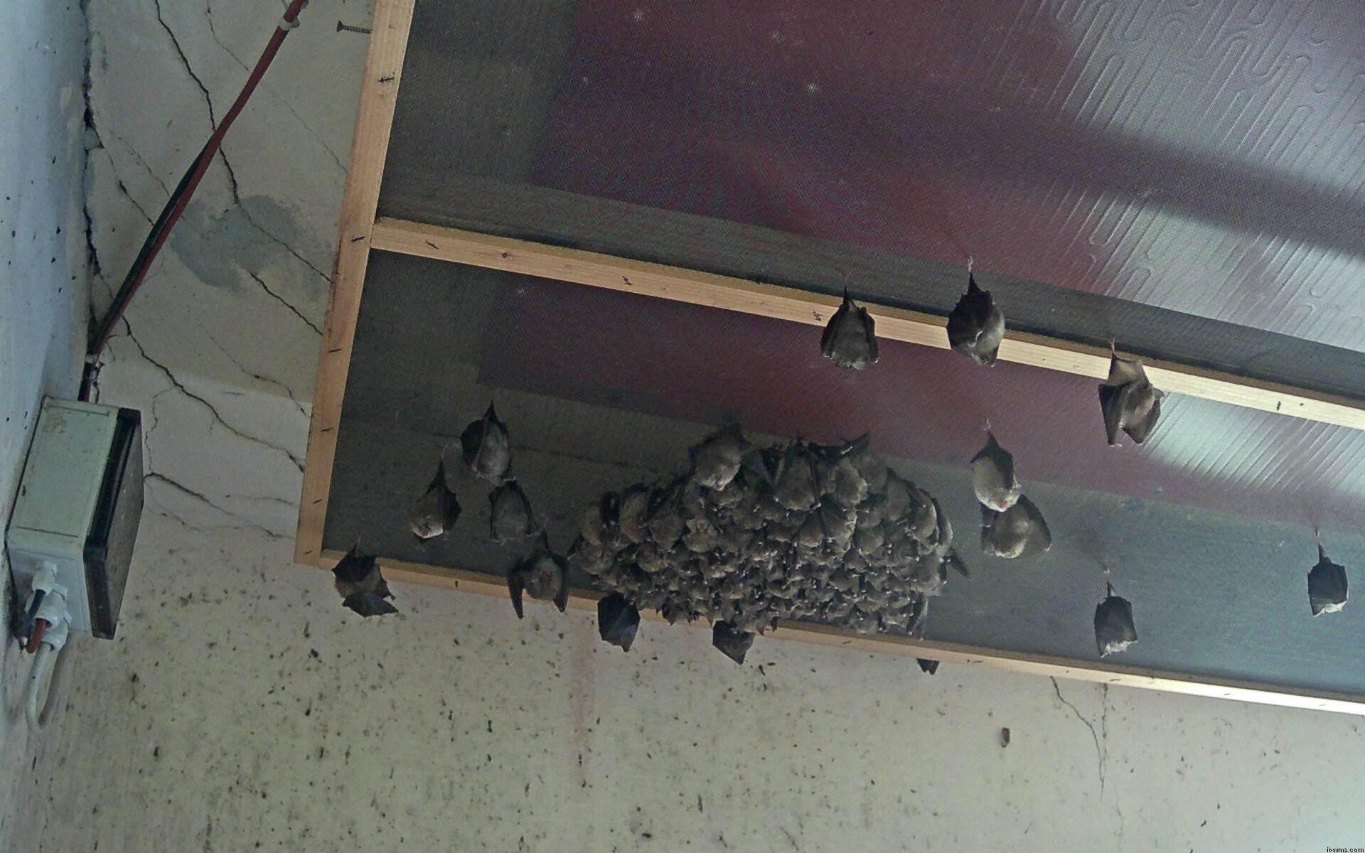 Archiv Foto Webcam Feistritz - Fledermaushaus