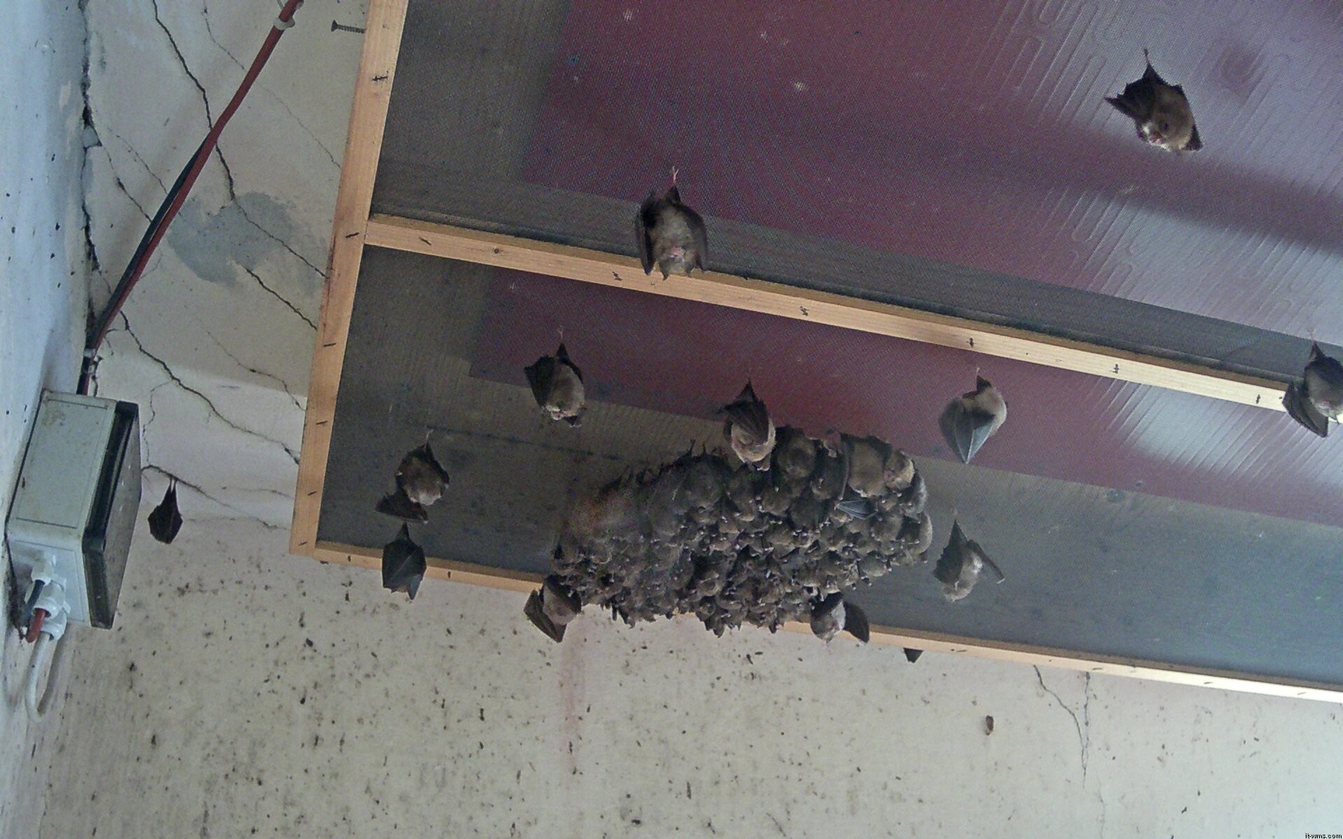 Archiv Foto Webcam Feistritz - Fledermaushaus