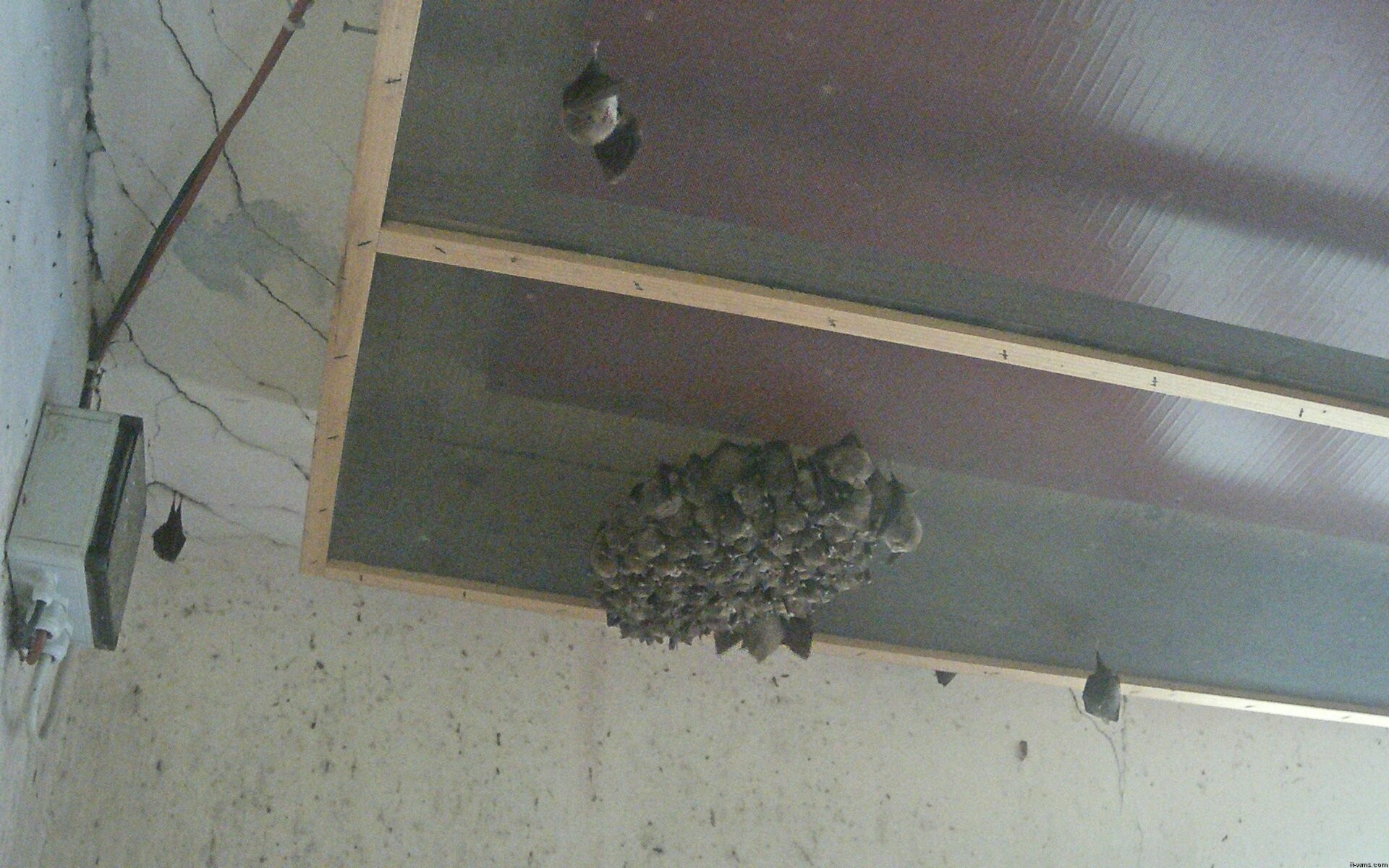 Archiv Foto Webcam Feistritz - Fledermaushaus