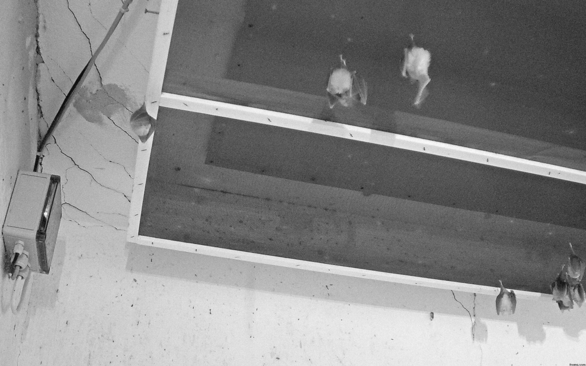 Archiv Foto Webcam Feistritz - Fledermaushaus