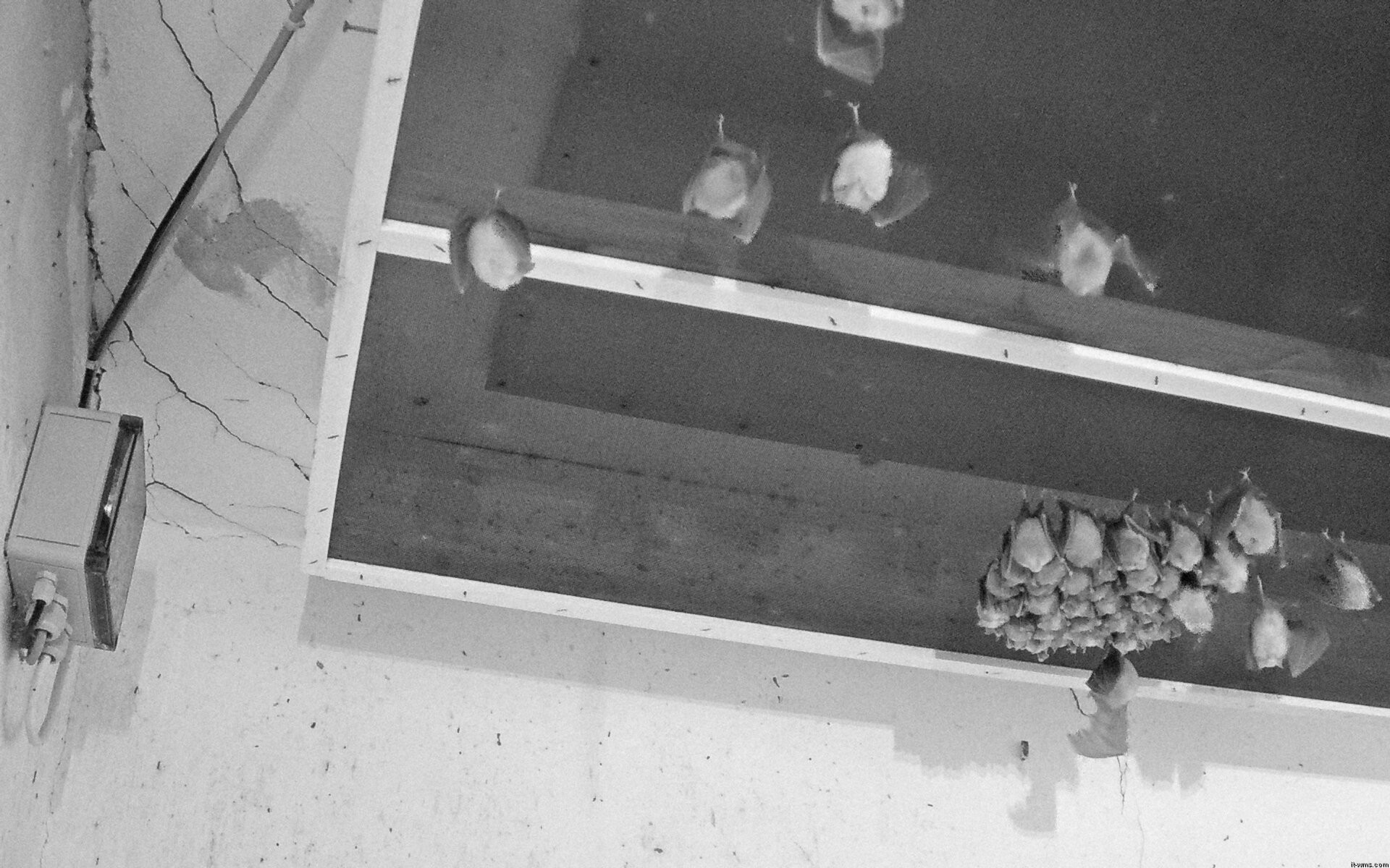 Archiv Foto Webcam Feistritz - Fledermaushaus