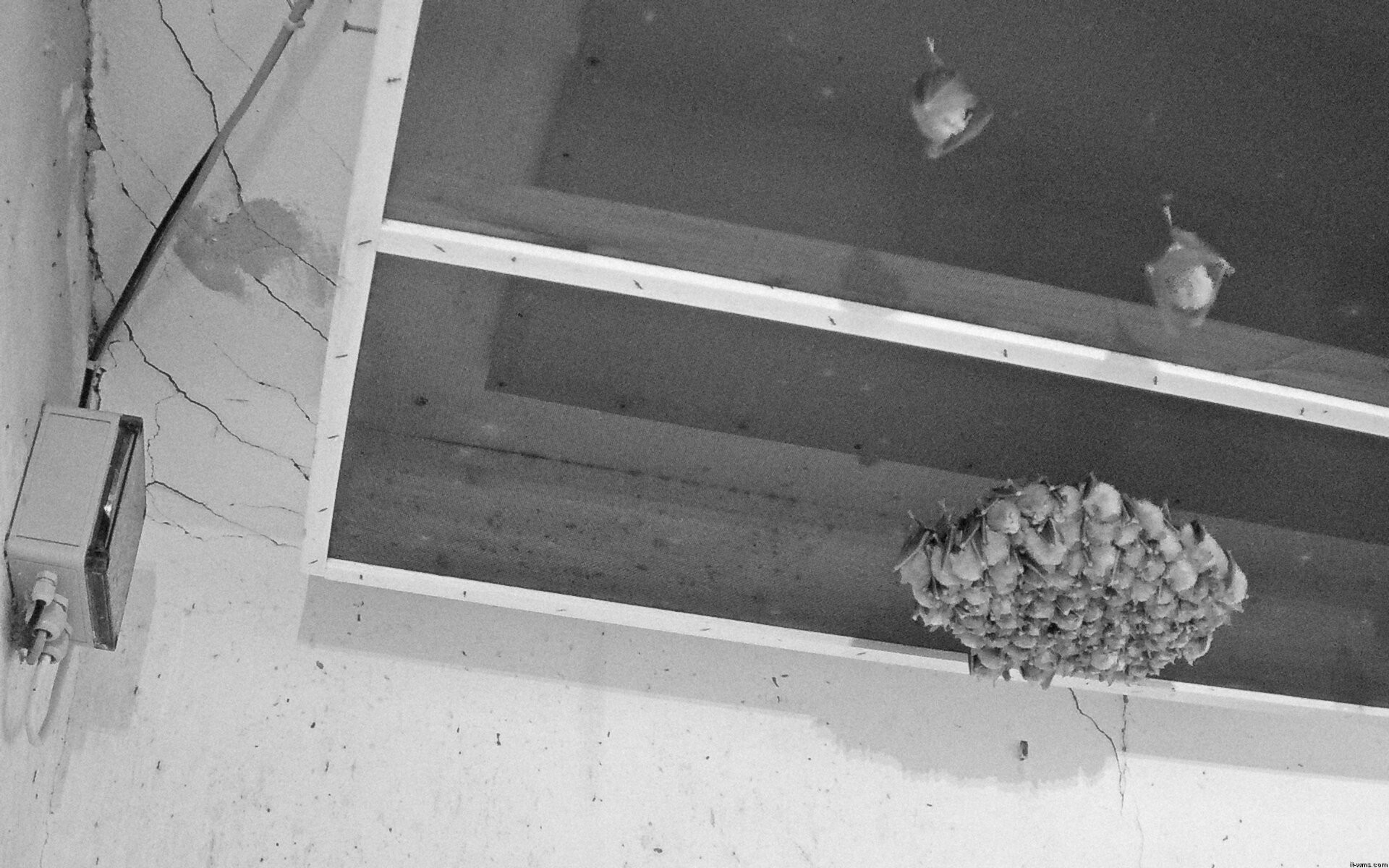 Archiv Foto Webcam Feistritz - Fledermaushaus