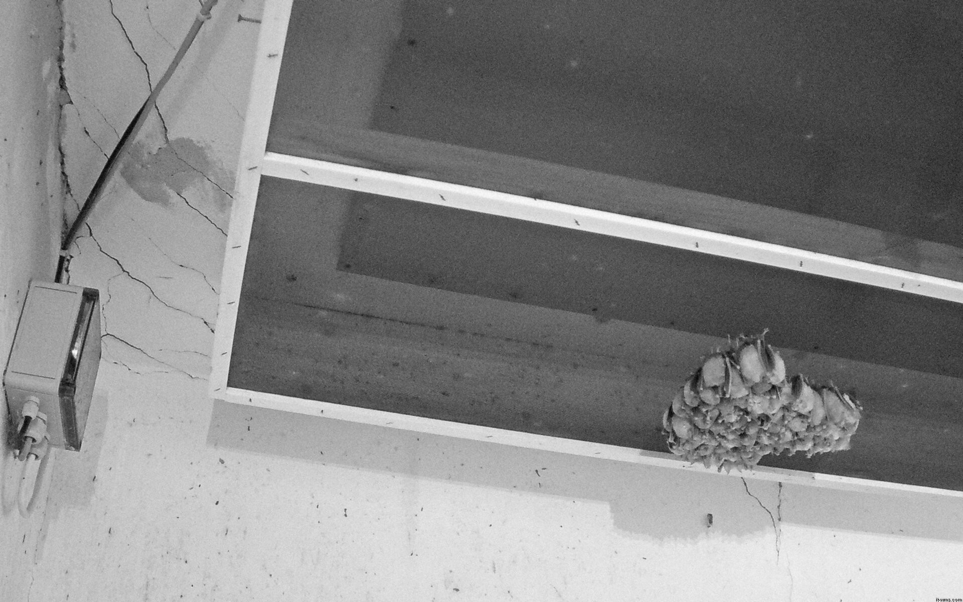 Archiv Foto Webcam Feistritz - Fledermaushaus