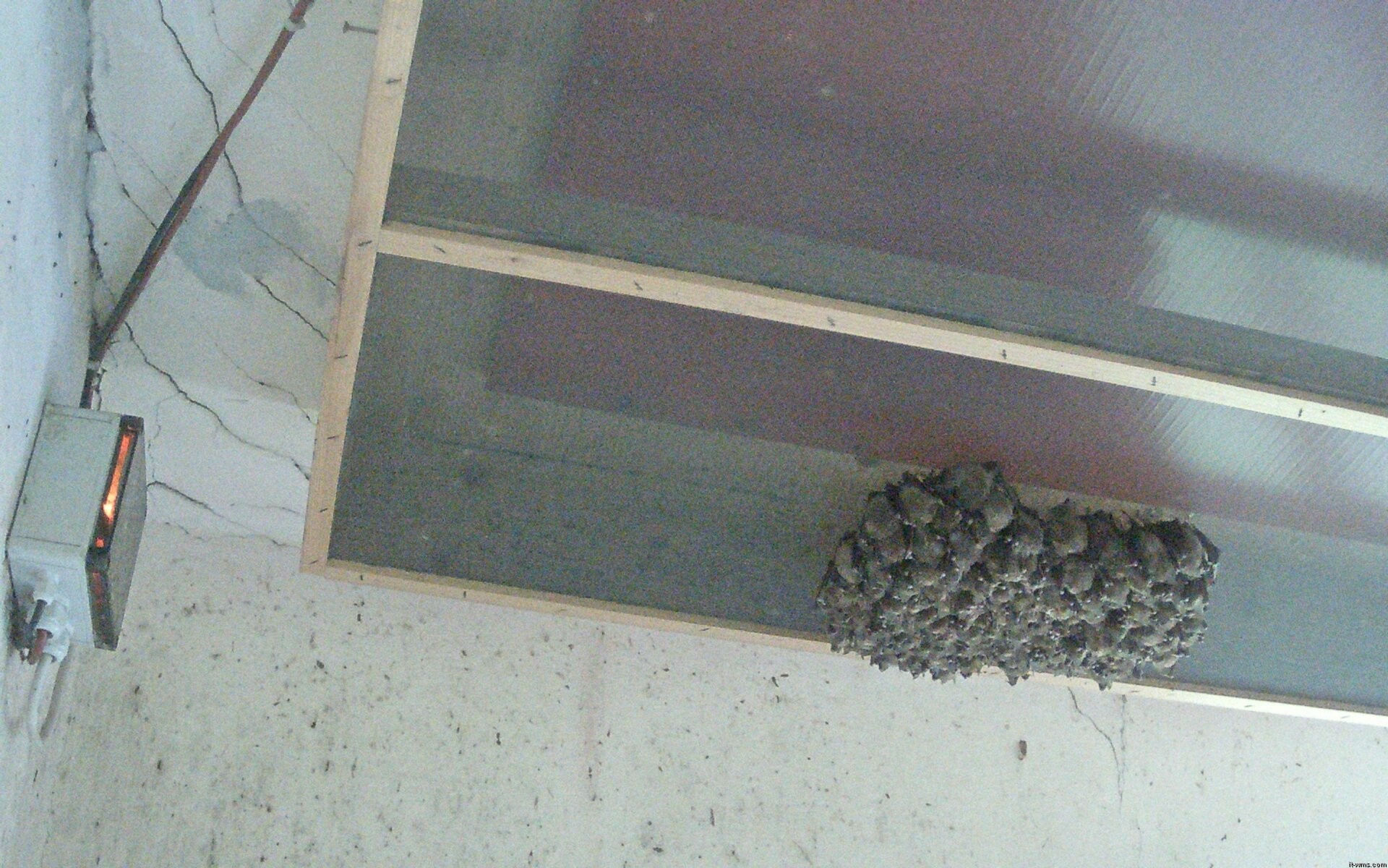 Archiv Foto Webcam Feistritz - Fledermaushaus