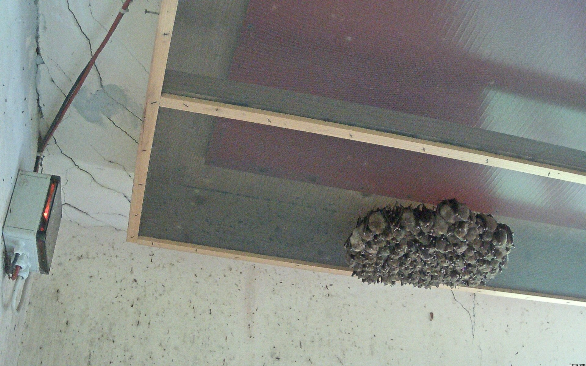 Archiv Foto Webcam Feistritz - Fledermaushaus