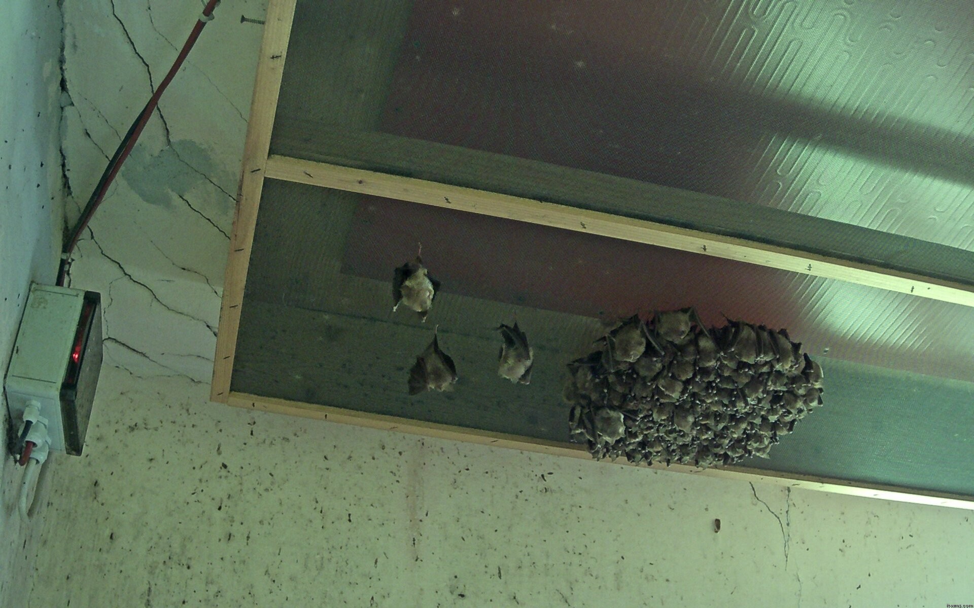 Archiv Foto Webcam Feistritz - Fledermaushaus