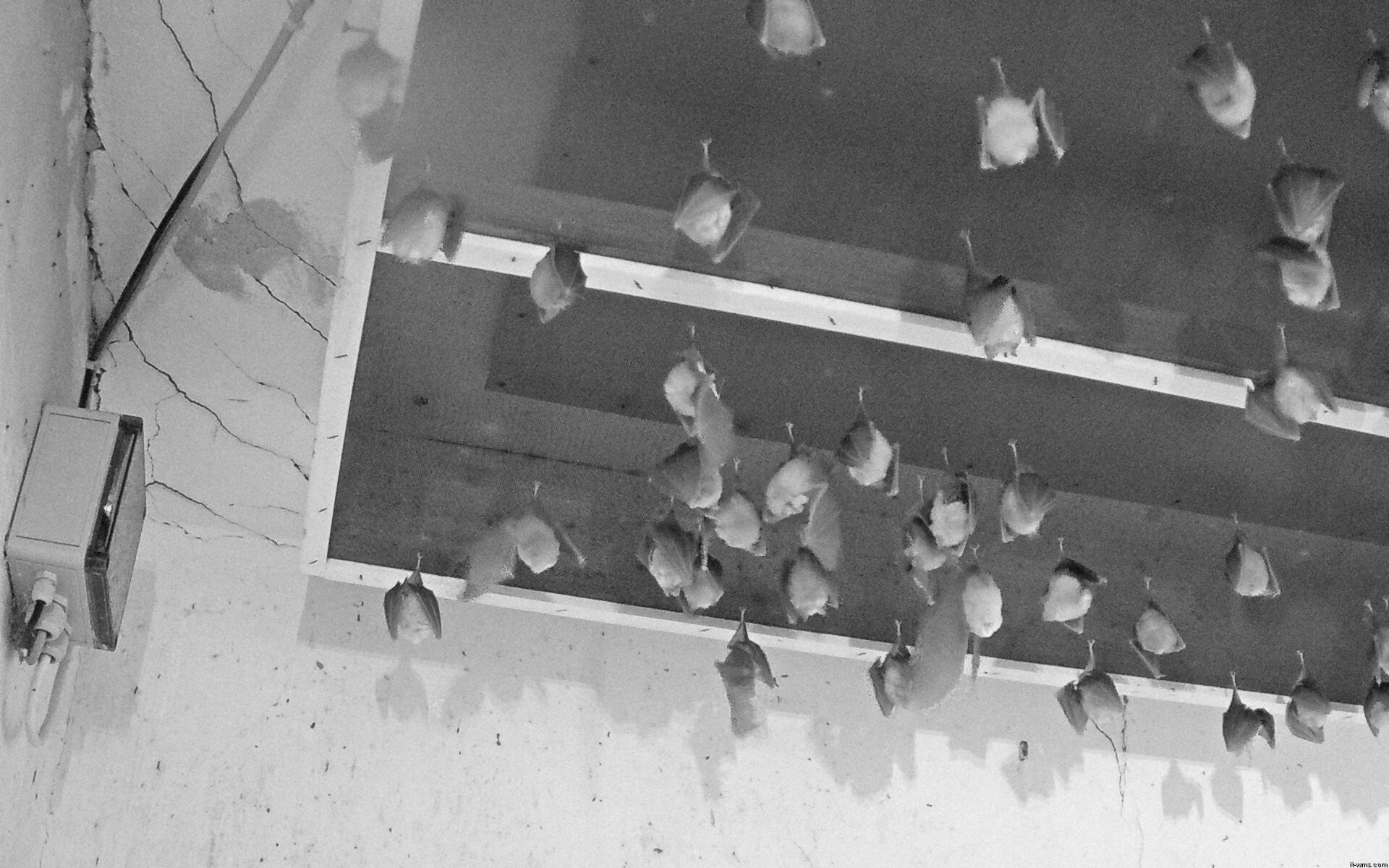 Archiv Foto Webcam Feistritz - Fledermaushaus