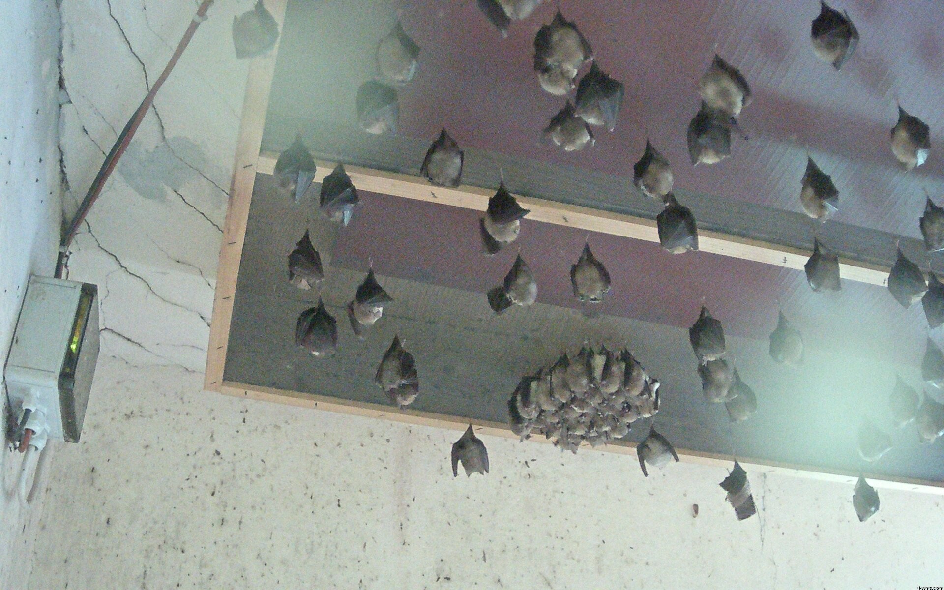 Archived image Webcam Feistritz / Gail - Bat House