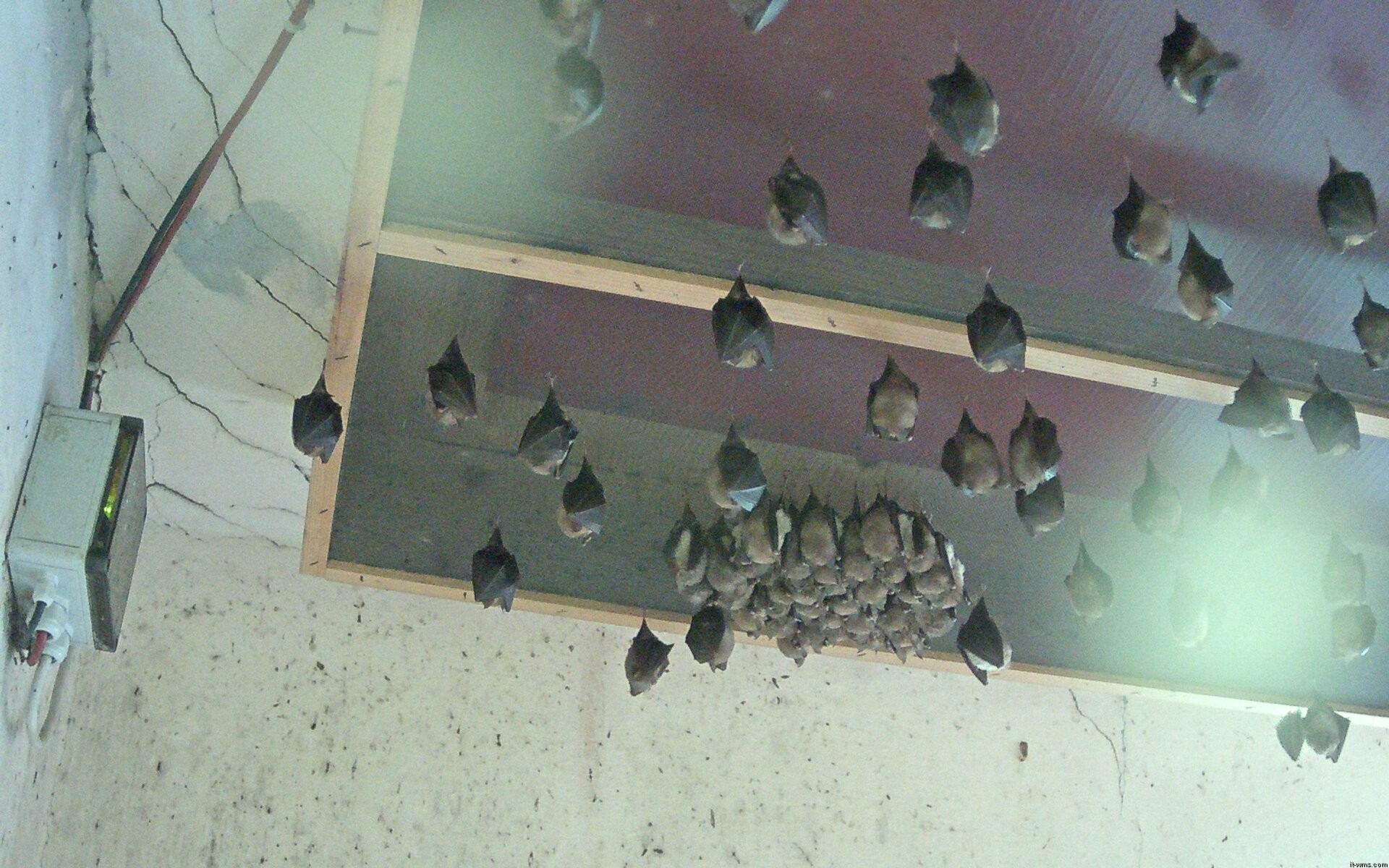Archived image Webcam Feistritz / Gail - Bat House