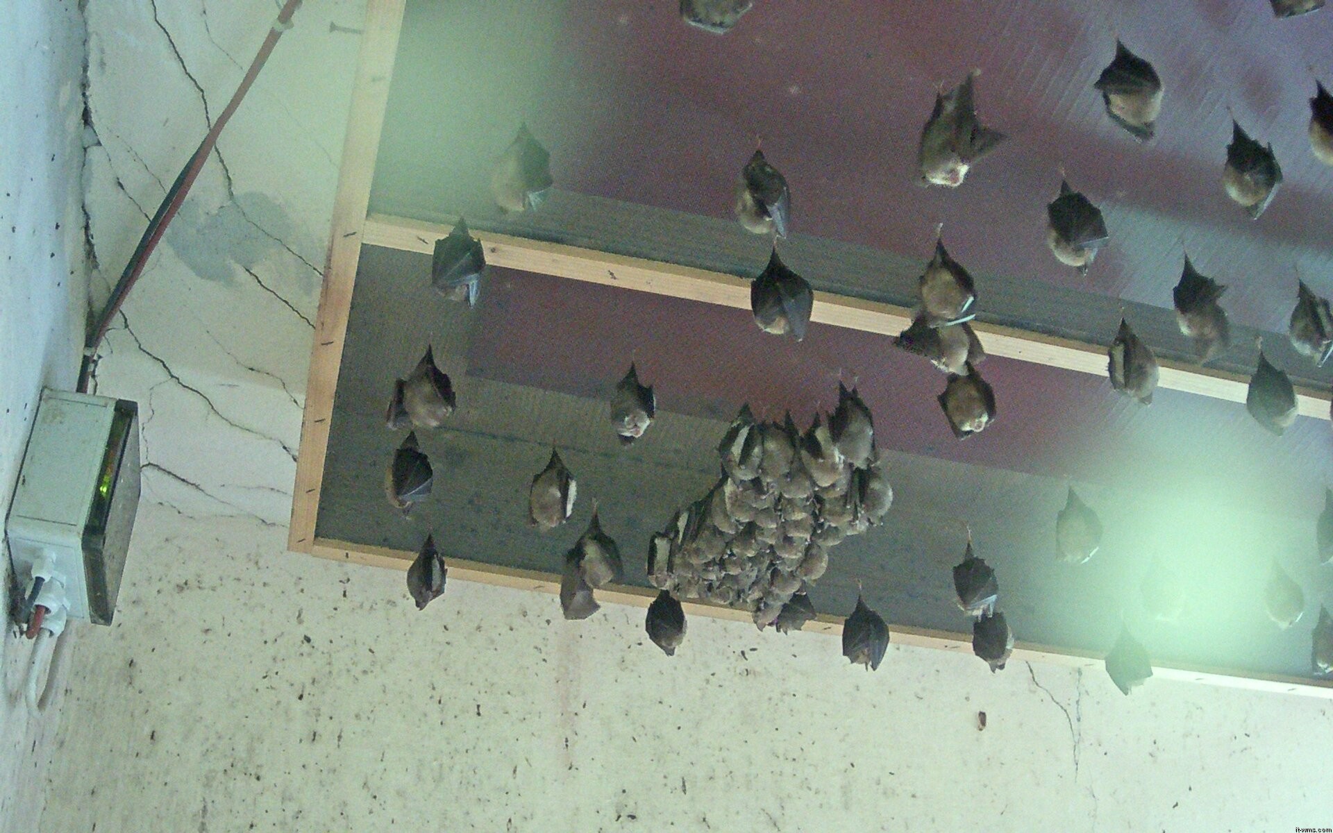 Archived image Webcam Feistritz / Gail - Bat House