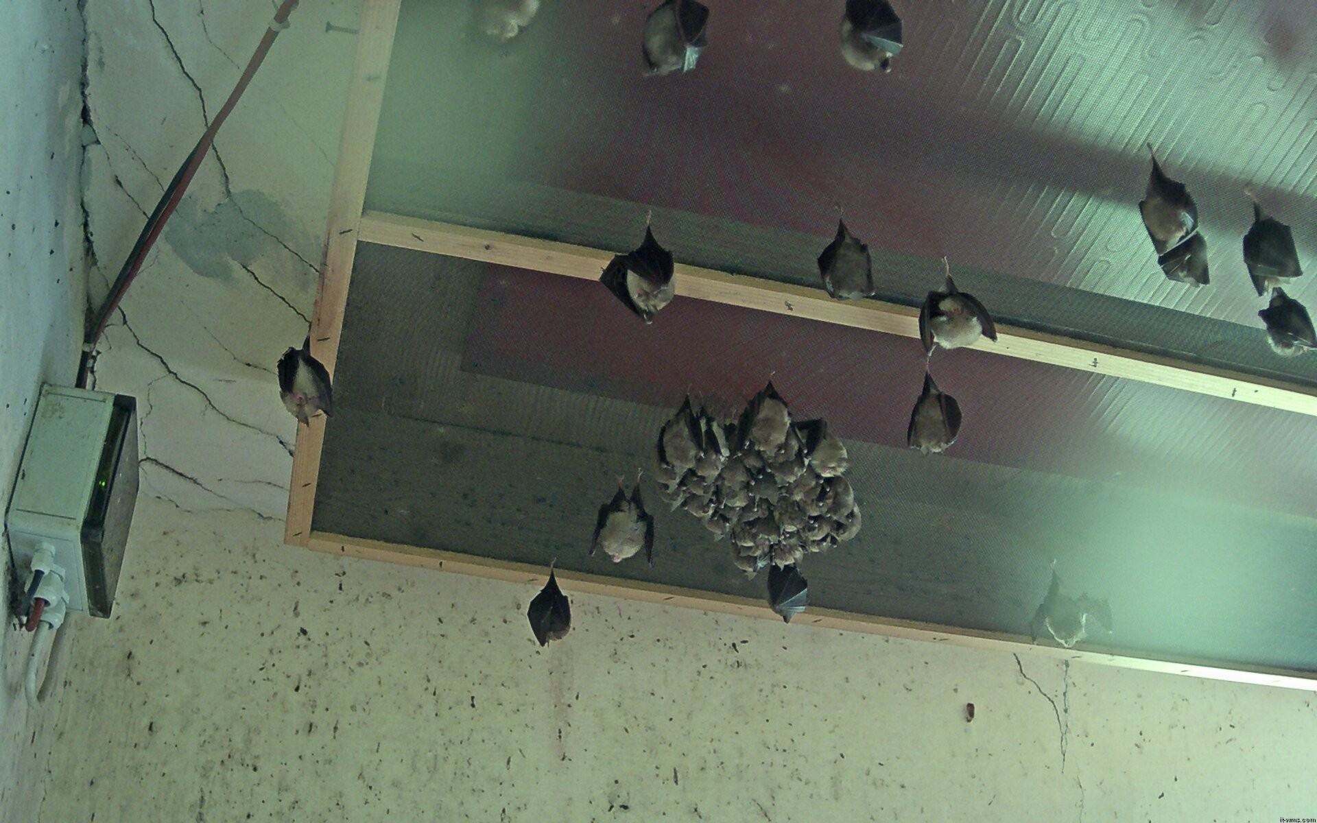 Archived image Webcam Feistritz / Gail - Bat House