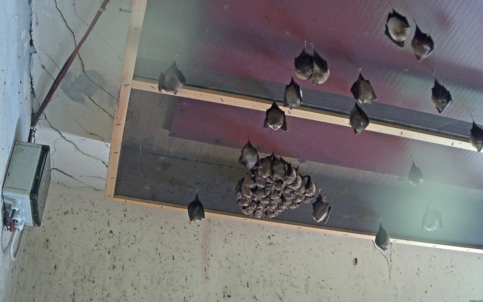 Archived image Webcam Feistritz / Gail - Bat House