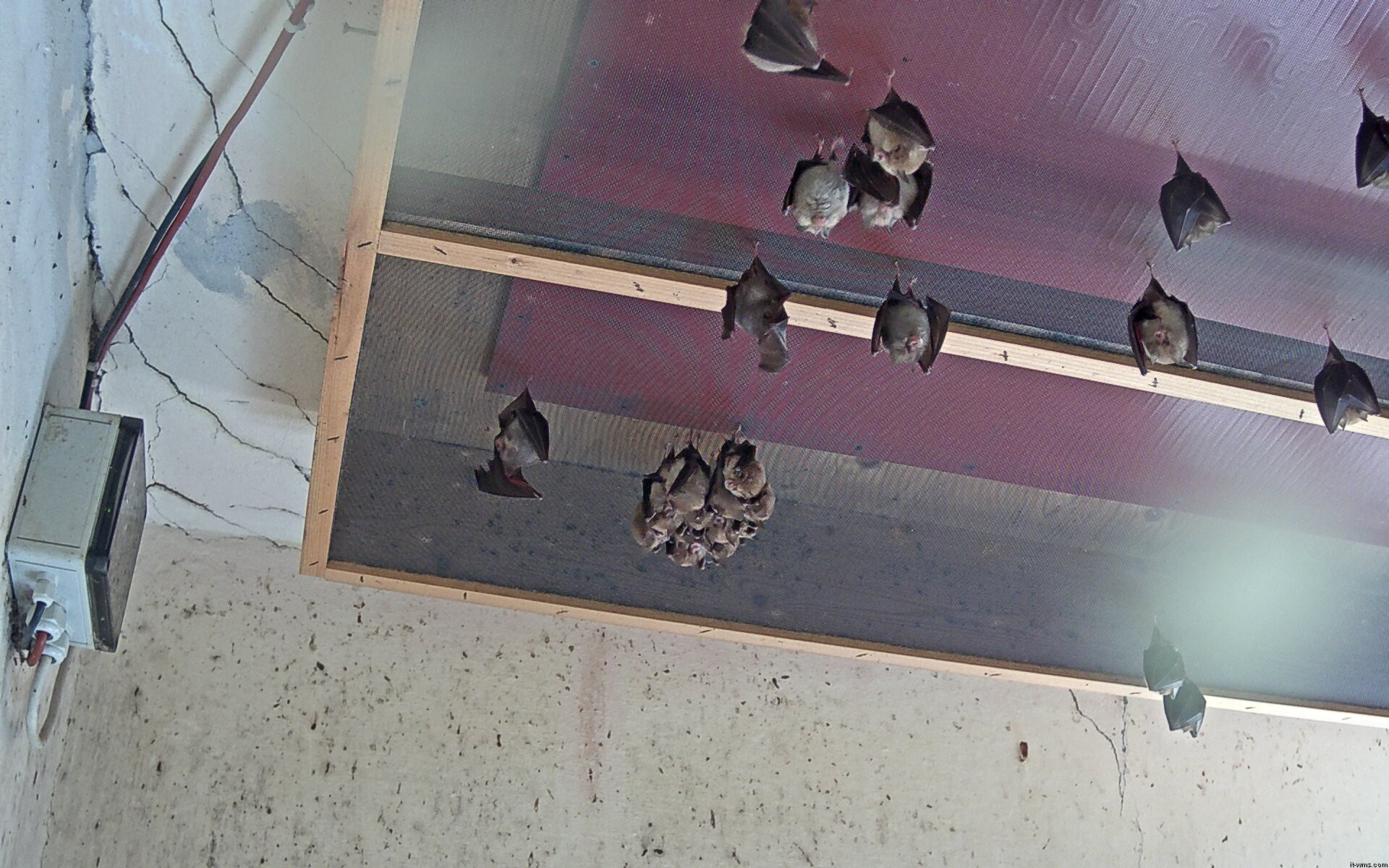 Archived image Webcam Feistritz / Gail - Bat House