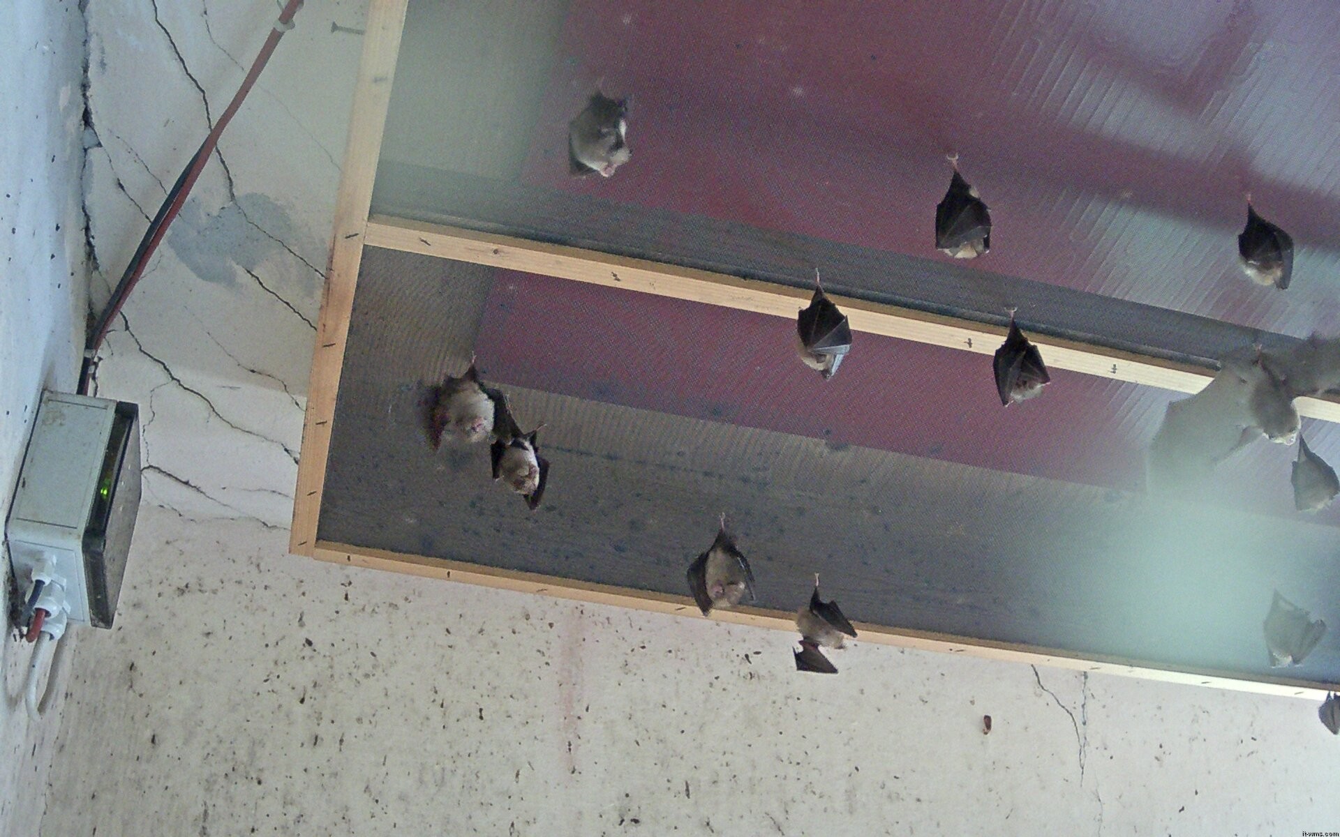 Archived image Webcam Feistritz / Gail - Bat House