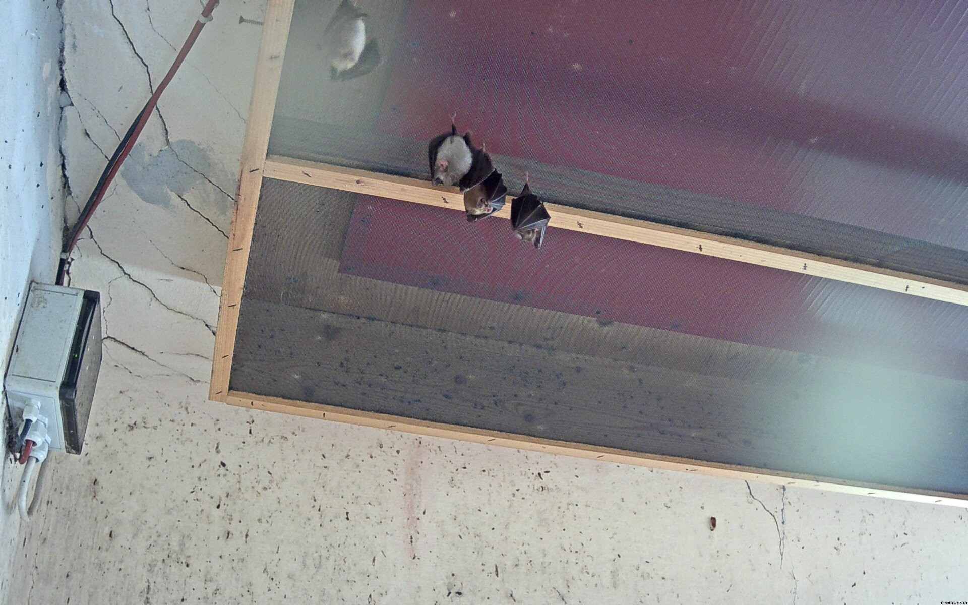 Archived image Webcam Feistritz / Gail - Bat House