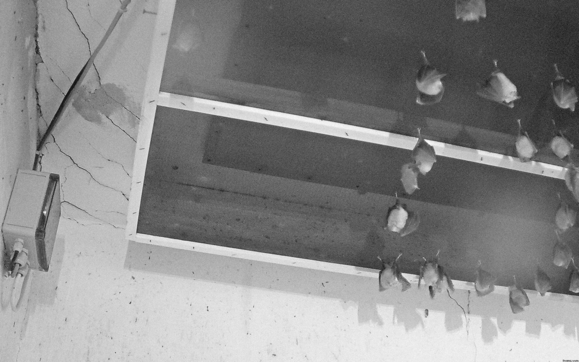 Archived image Webcam Feistritz / Gail - Bat House