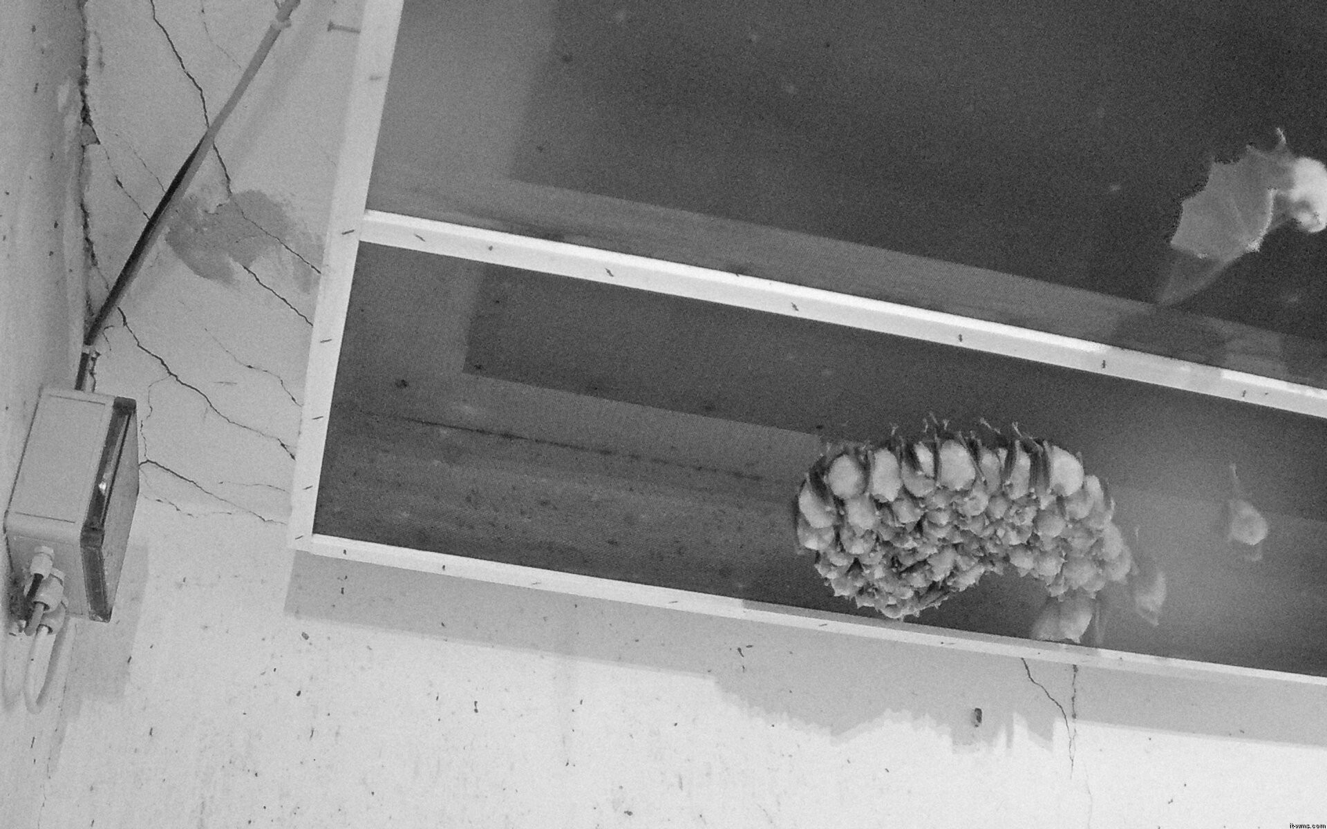 Archived image Webcam Feistritz / Gail - Bat House