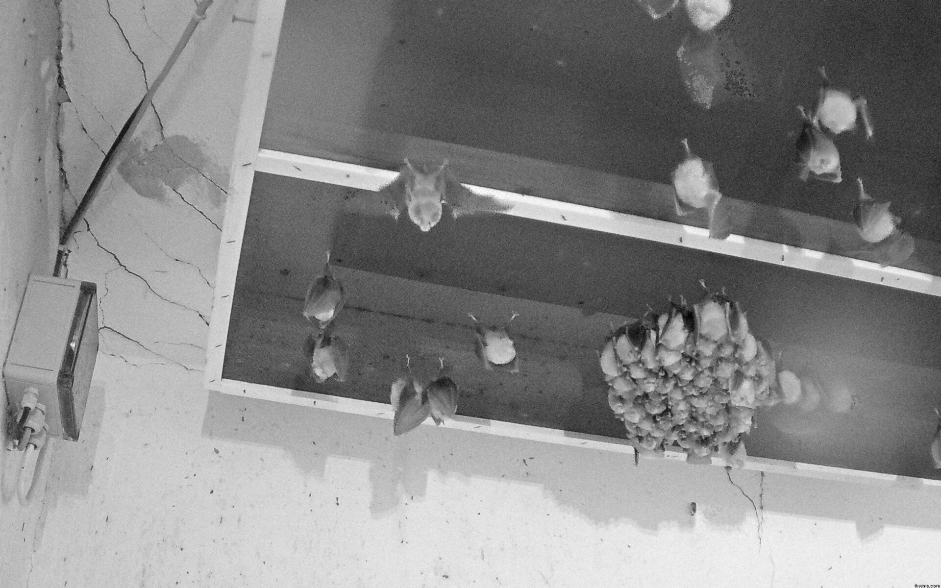 Archived image Webcam Feistritz / Gail - Bat House