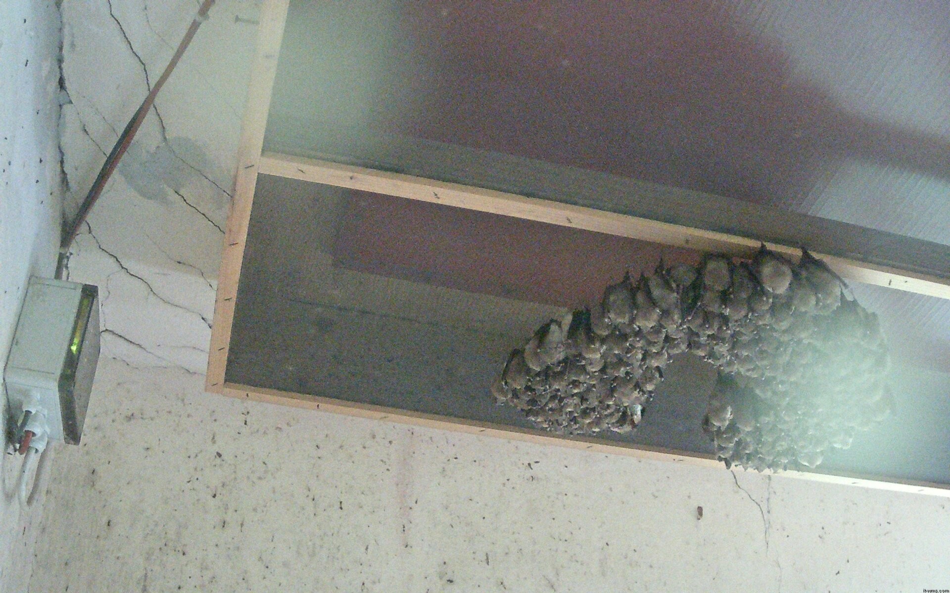 Archived image Webcam Feistritz / Gail - Bat House