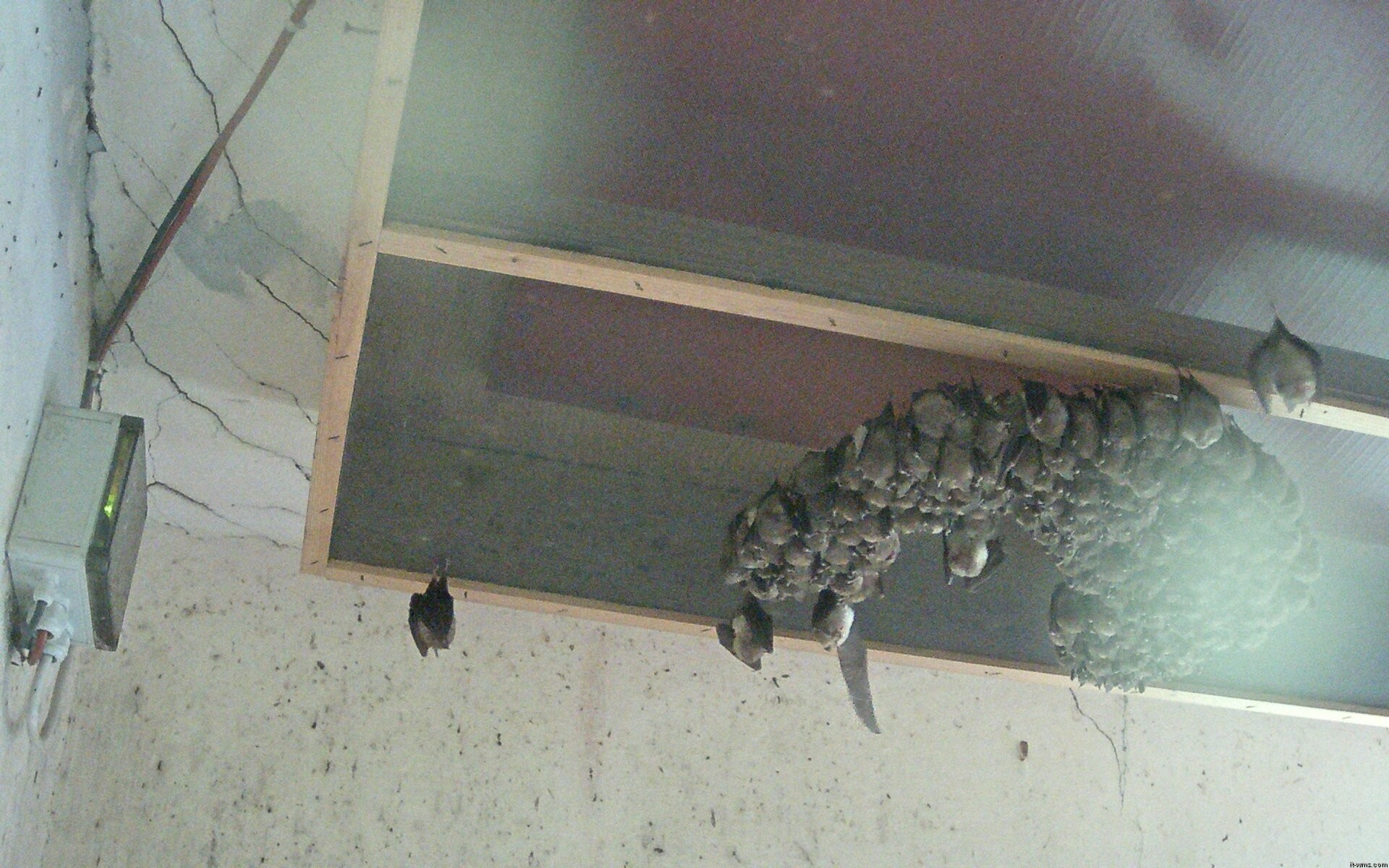 Archived image Webcam Feistritz / Gail - Bat House