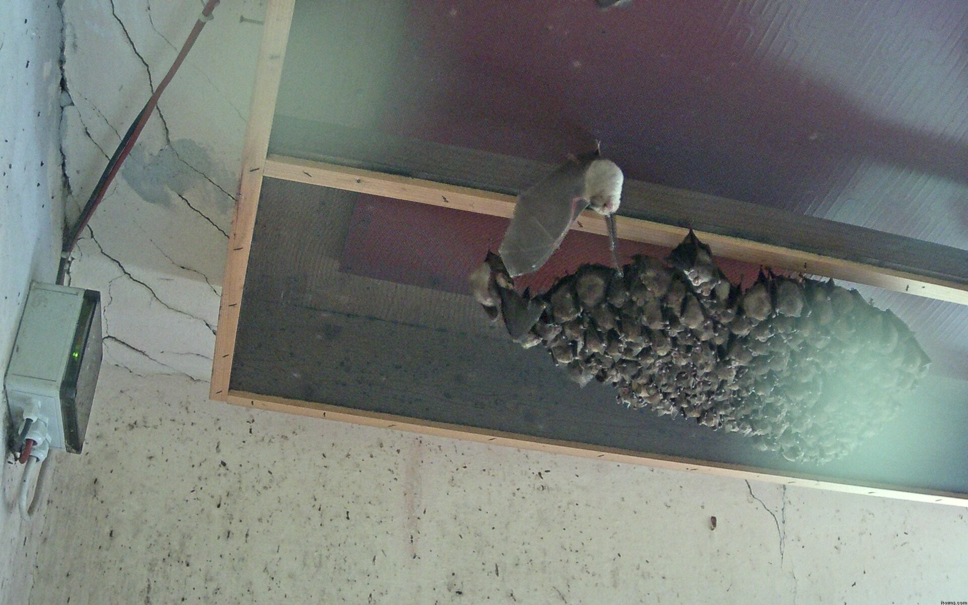 Archived image Webcam Feistritz / Gail - Bat House