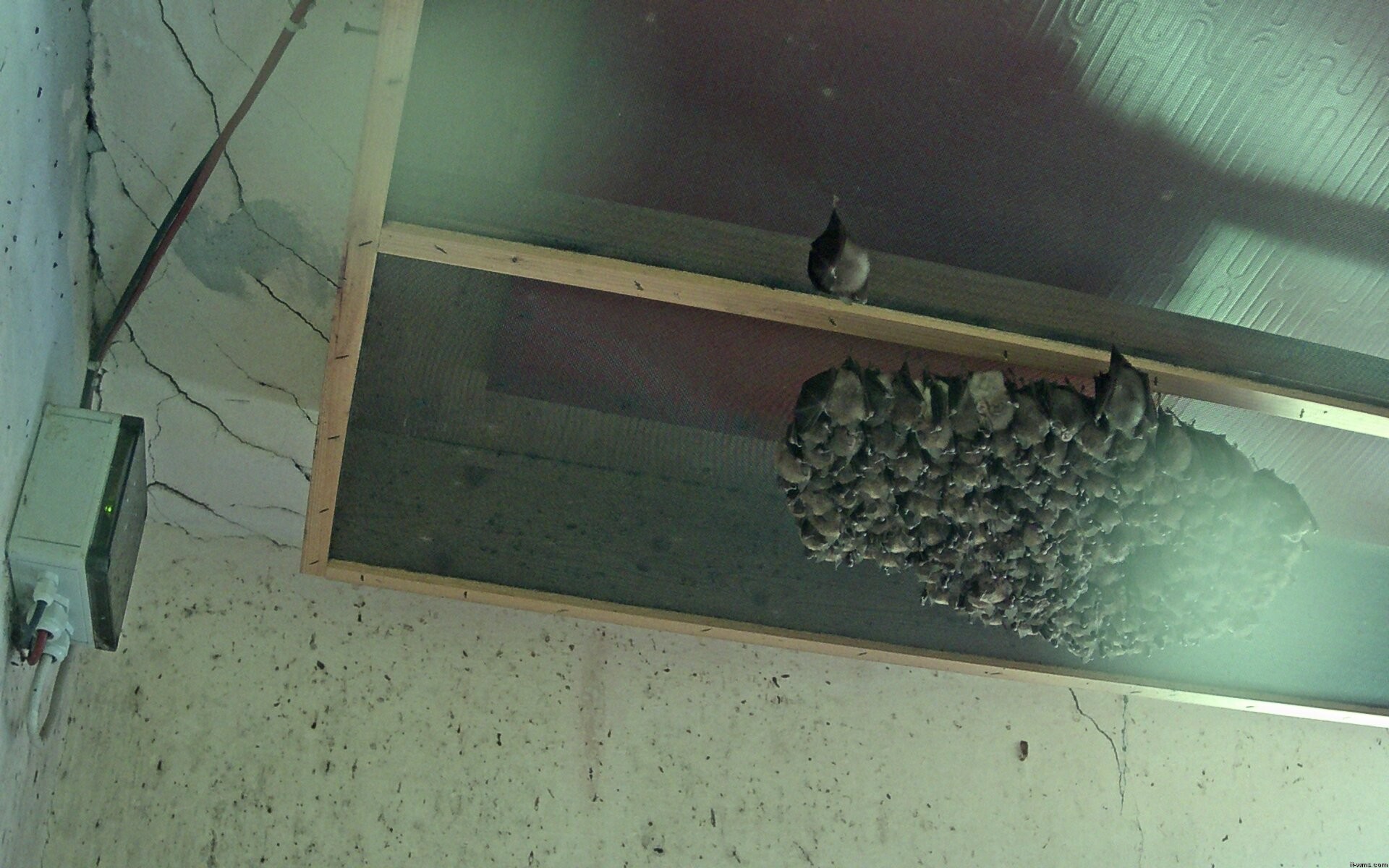 Archived image Webcam Feistritz / Gail - Bat House