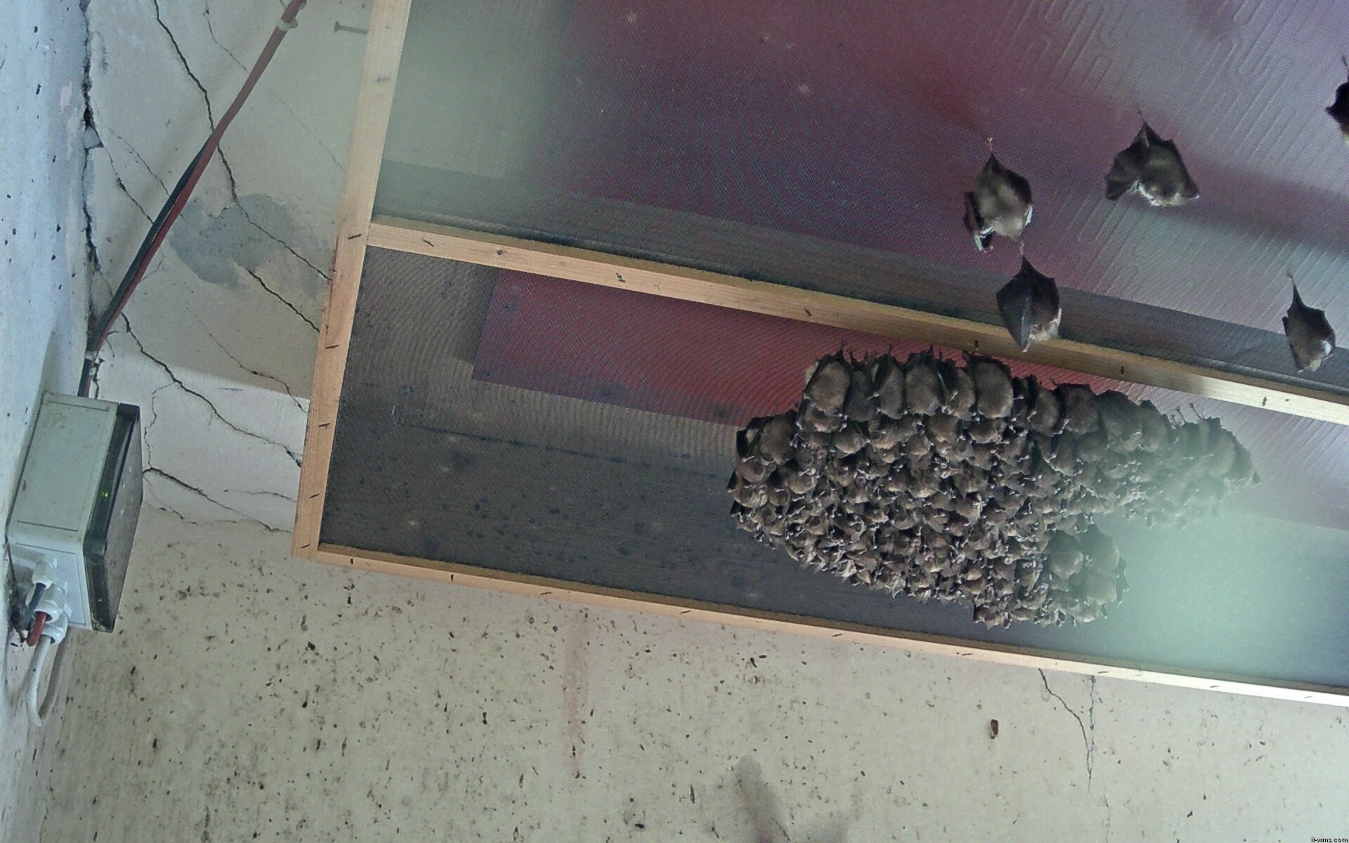 Archived image Webcam Feistritz / Gail - Bat House
