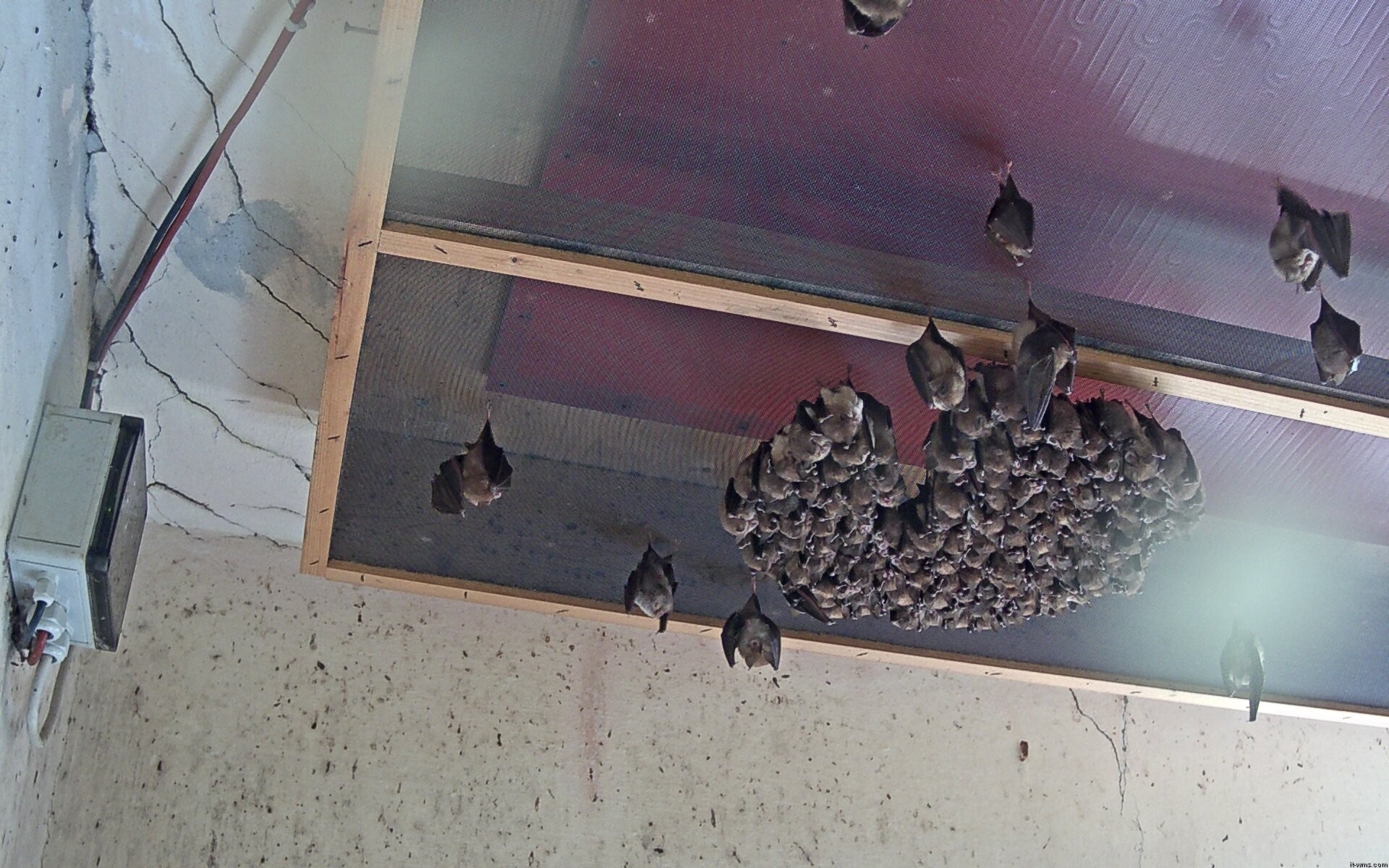Archived image Webcam Feistritz / Gail - Bat House