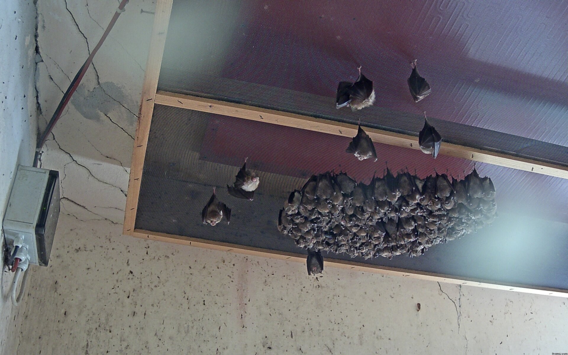 Archived image Webcam Feistritz / Gail - Bat House