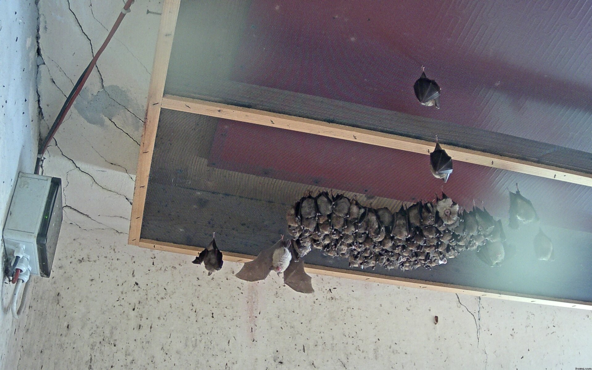 Archived image Webcam Feistritz / Gail - Bat House