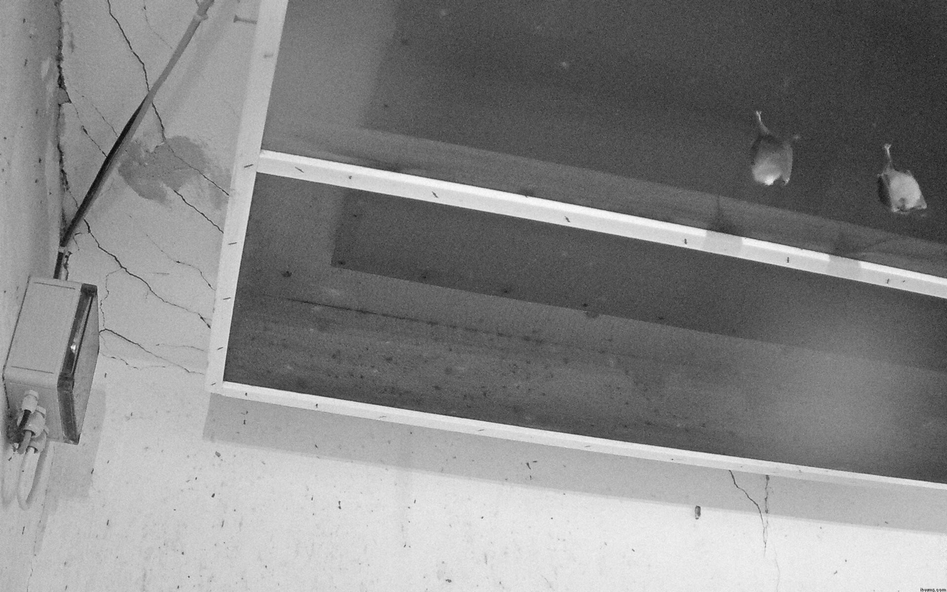 Archiv Foto Webcam Feistritz - Fledermaushaus