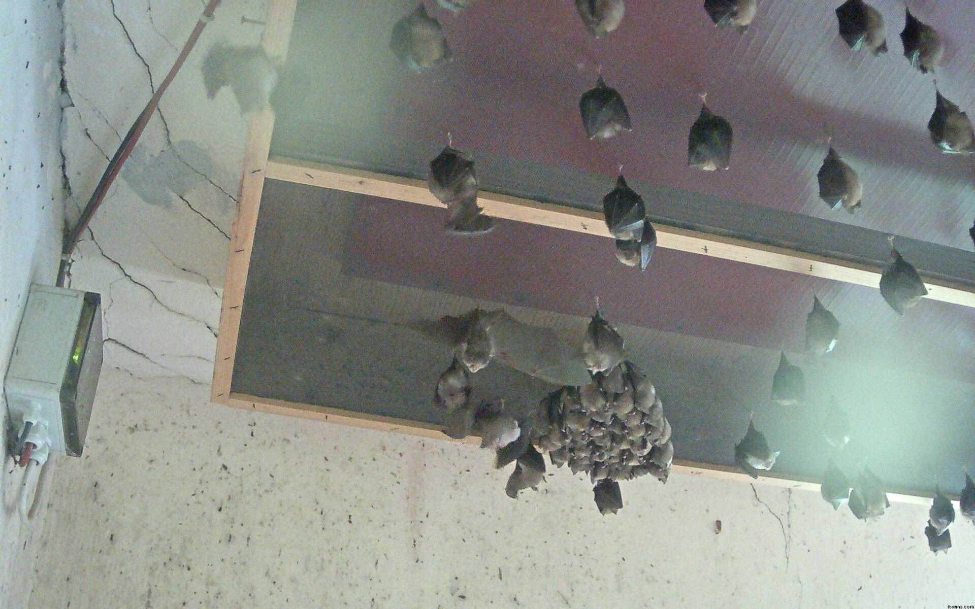 Archiv Foto Webcam Feistritz - Fledermaushaus