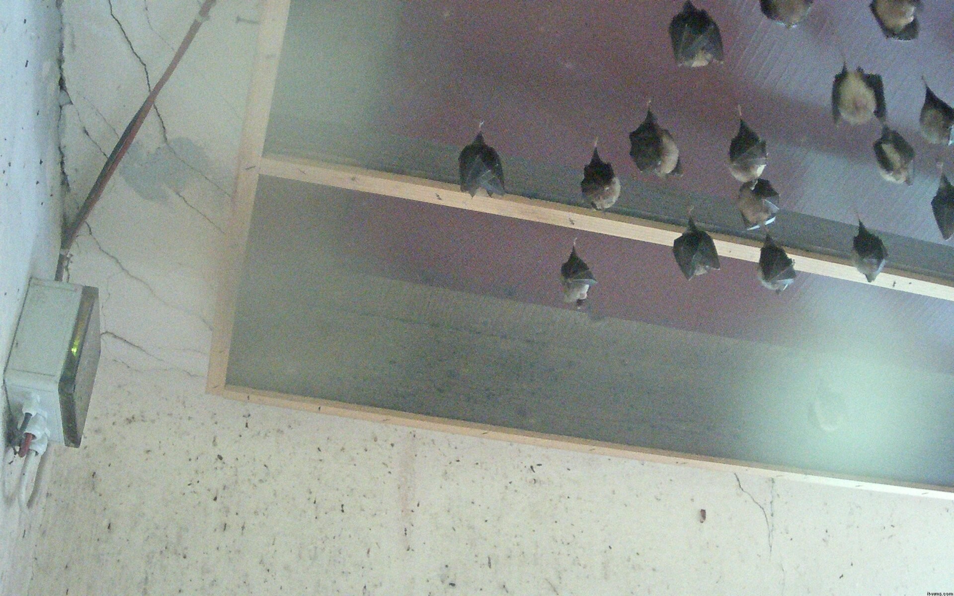 Archived image Webcam Feistritz / Gail - Bat House