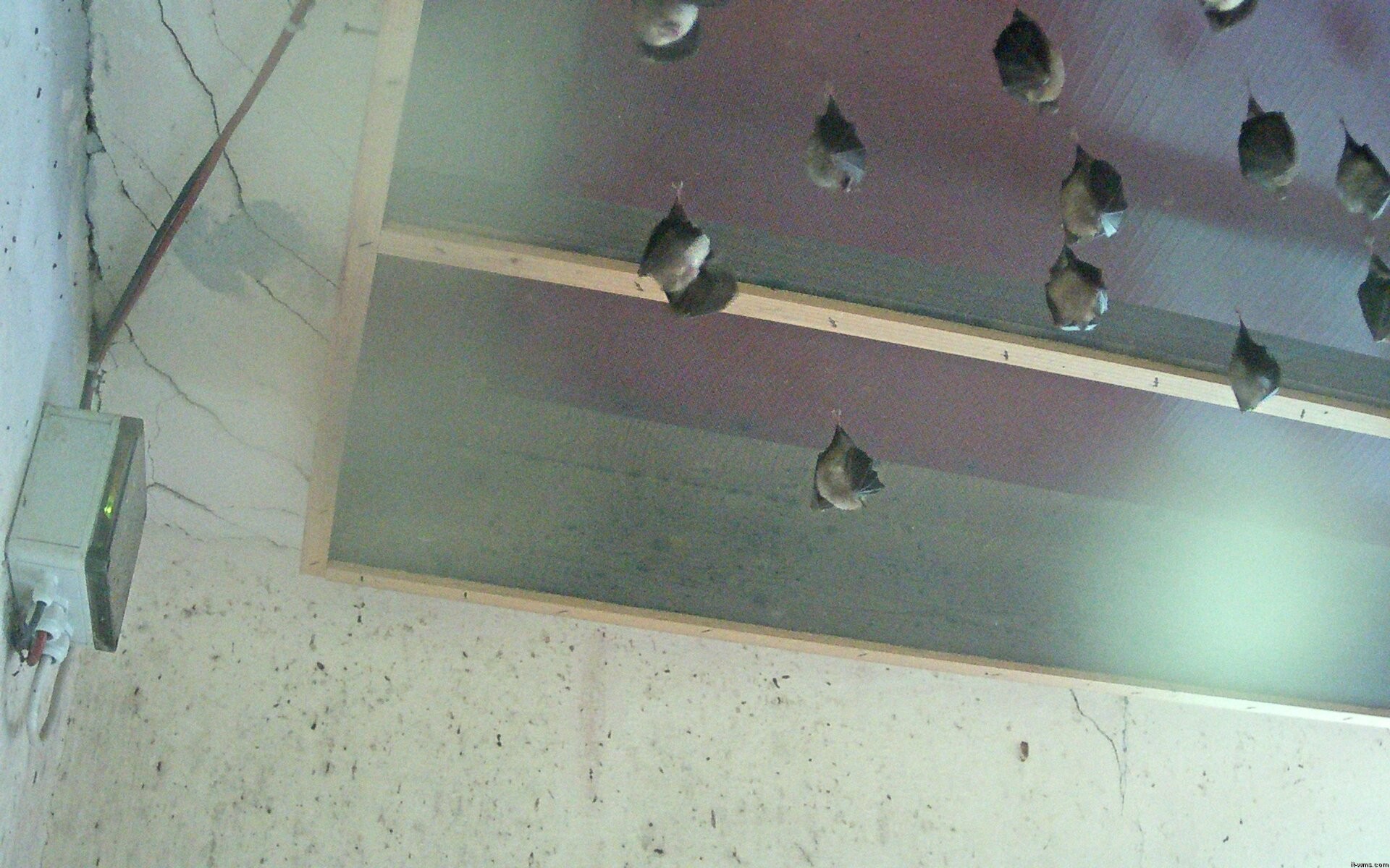 Archived image Webcam Feistritz / Gail - Bat House